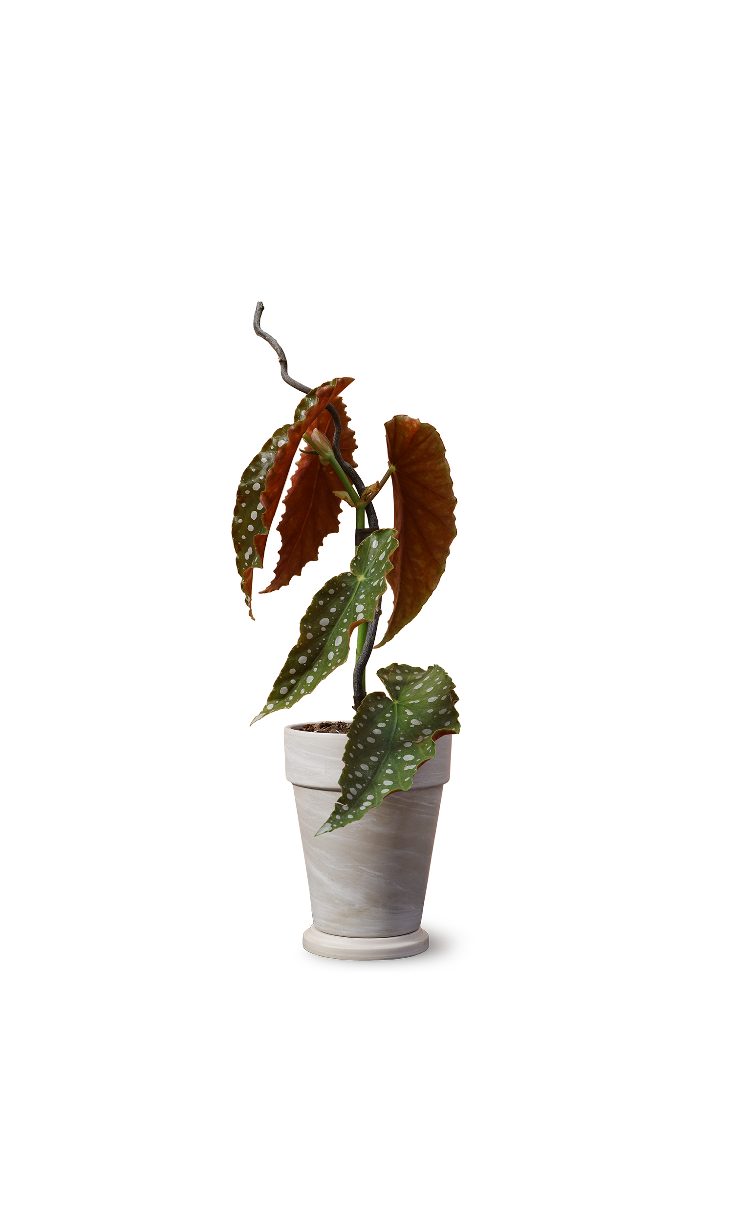 星點秋海棠.png