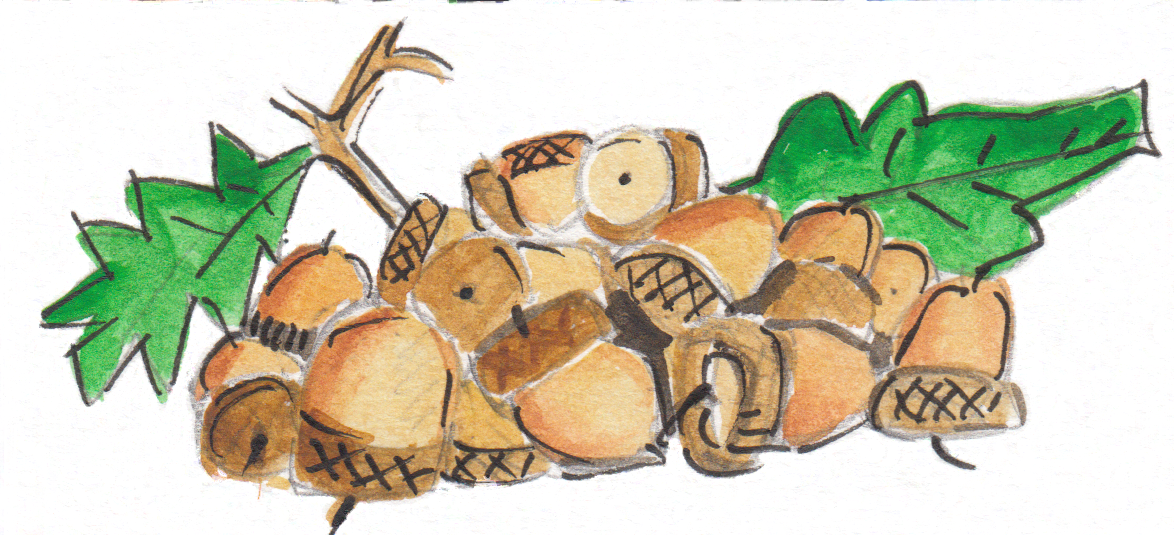 acorns copy.png