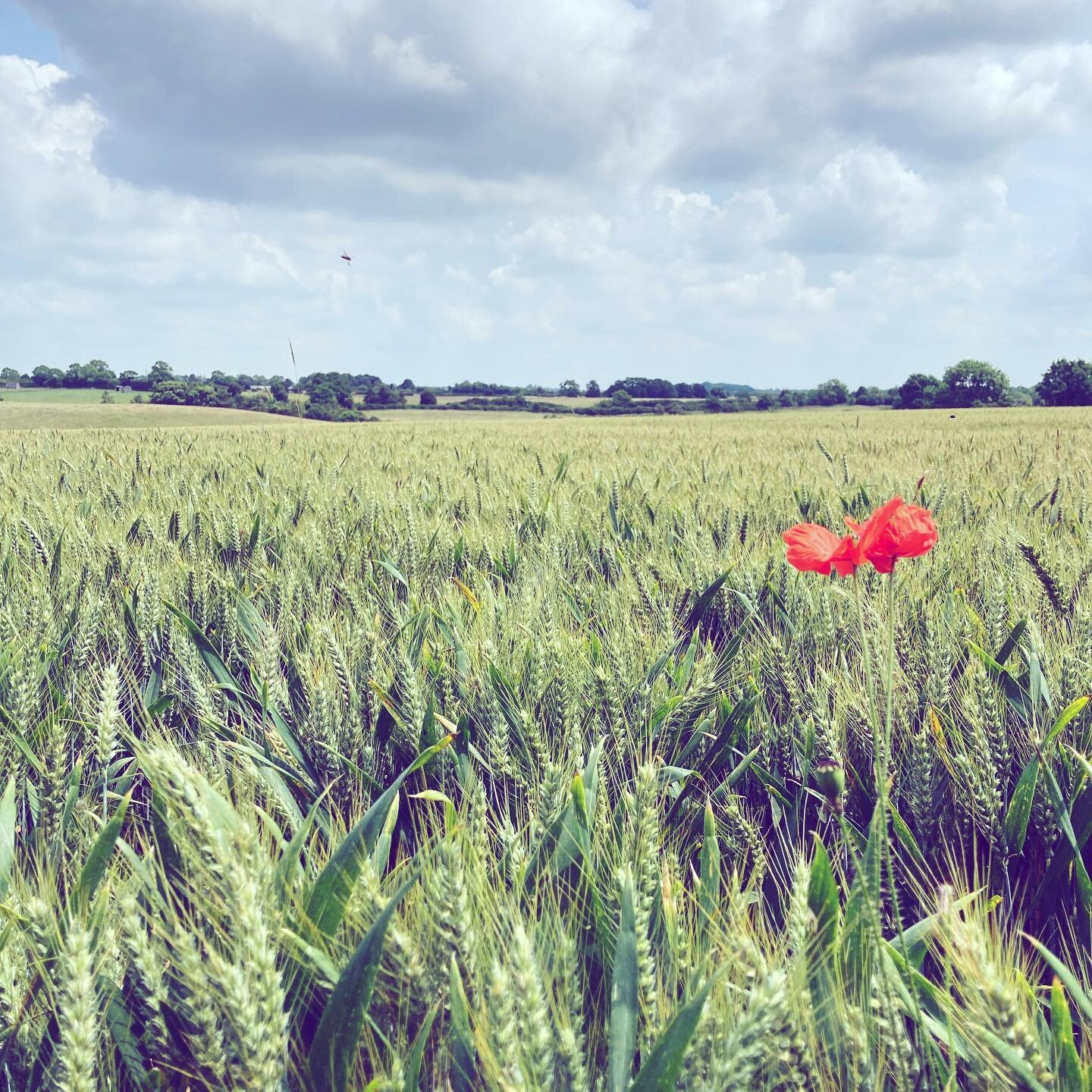 I managed to catch a break in the weather for a lovely walk through the wheat fields in Shilton. I love the Cotswold stone walls and park gates all around this area 🙌