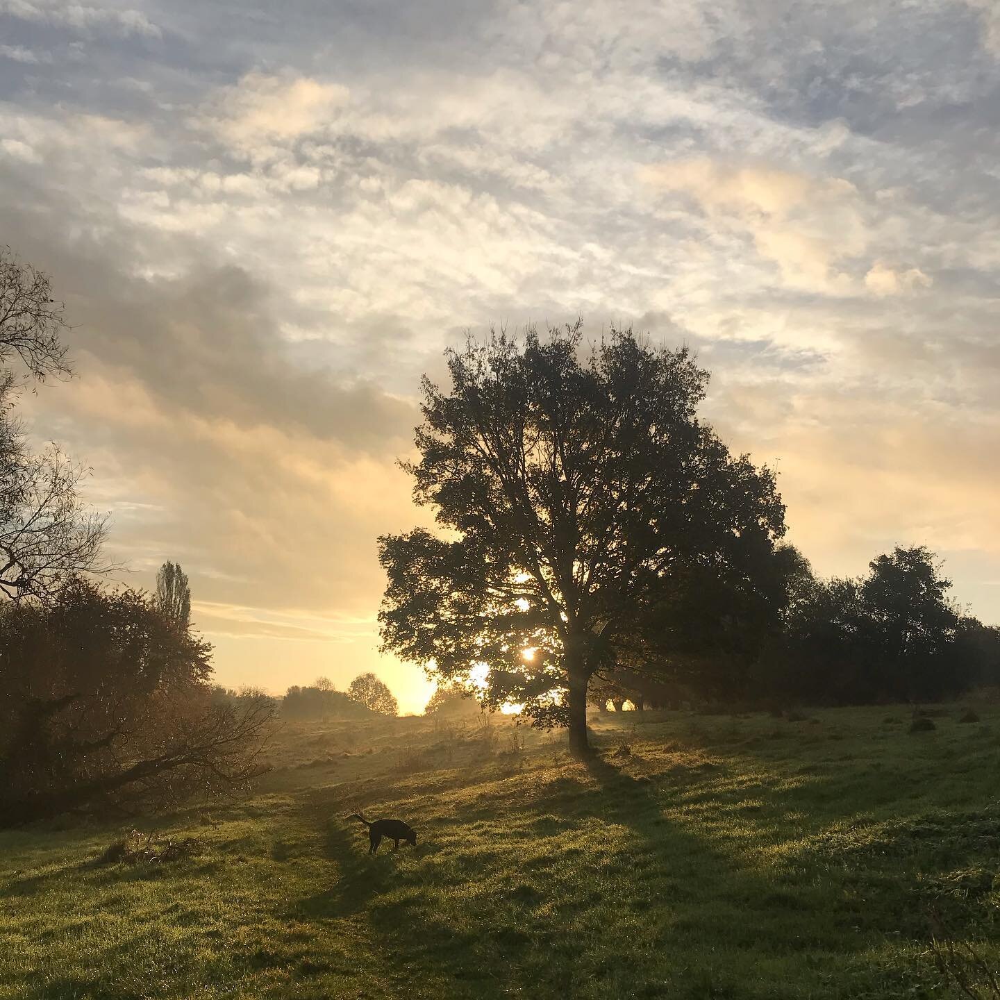 Morning walks with a beautiful sunrise. You can&rsquo;t beat it!

#walkswithmydog #bradfordonavon