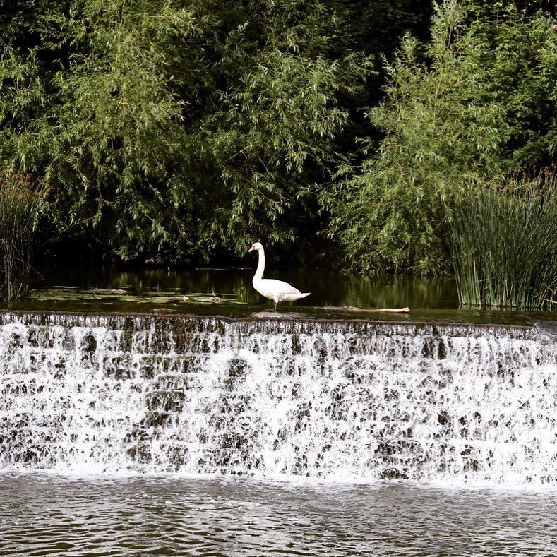Spotted this beautiful swan preening herself on the weir. ❤️

#bradfordonavon #bythewater