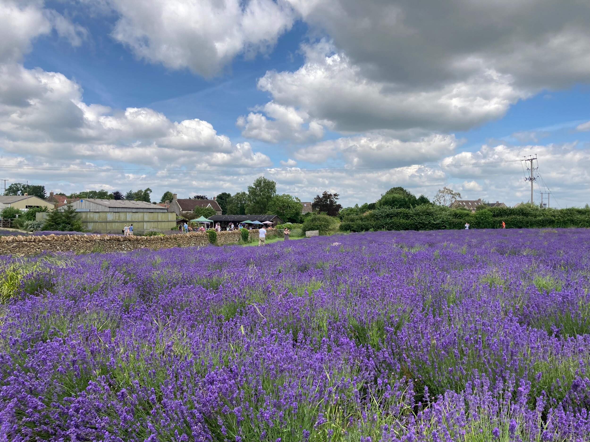 Fields at Somerset Lavender
