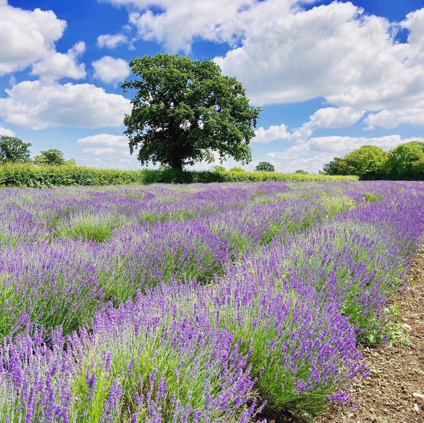 Somerset Lavender is a little slice of Provence in the heart of rural England. Ex dairy farmers, Francis and Judith Green set it up in 2002 after struggling with poor returns for their milk. Today it&rsquo;s a beautiful, tranquil spot for a walk arou