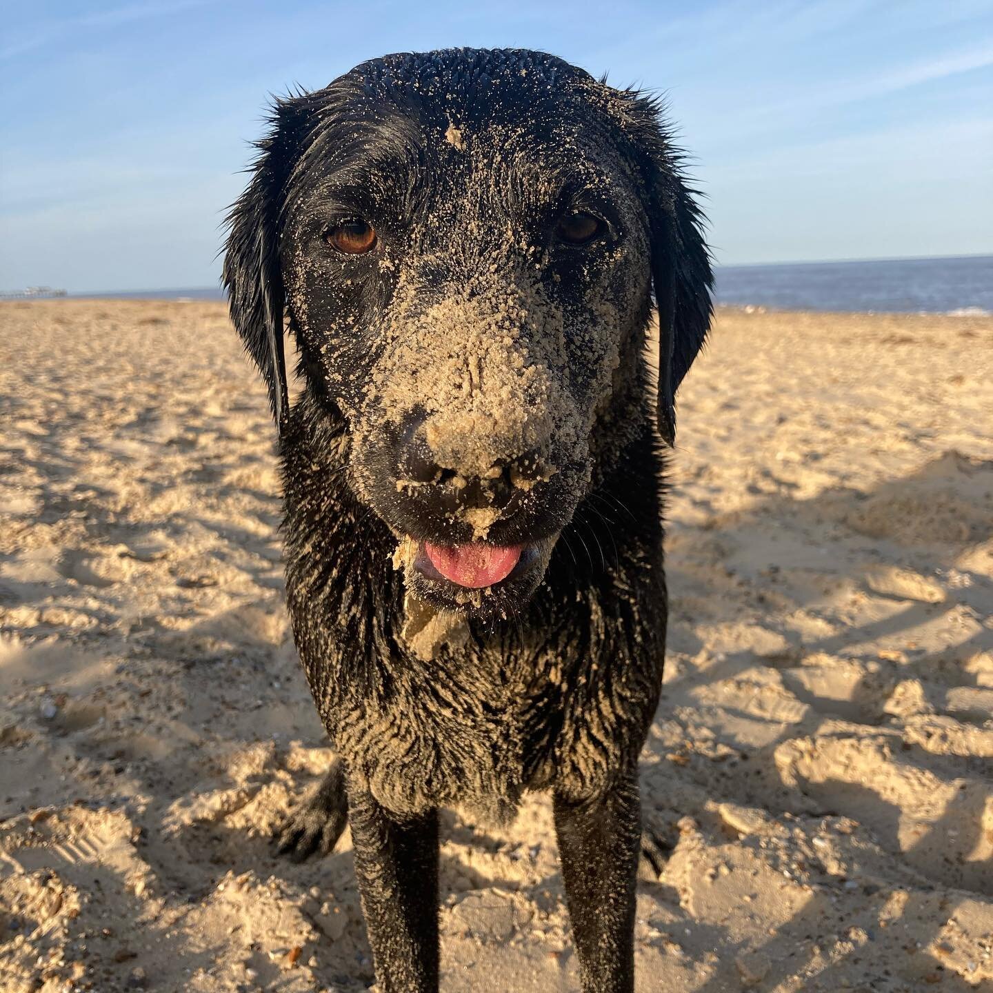 Anyone else have a dog who gets as sandy as this on the beach? 🙈Agnes is in her element at the seaside.
She&rsquo;s always an important consideration when I choose a place to go for a day trip or on holiday, which is why all of my blog posts include