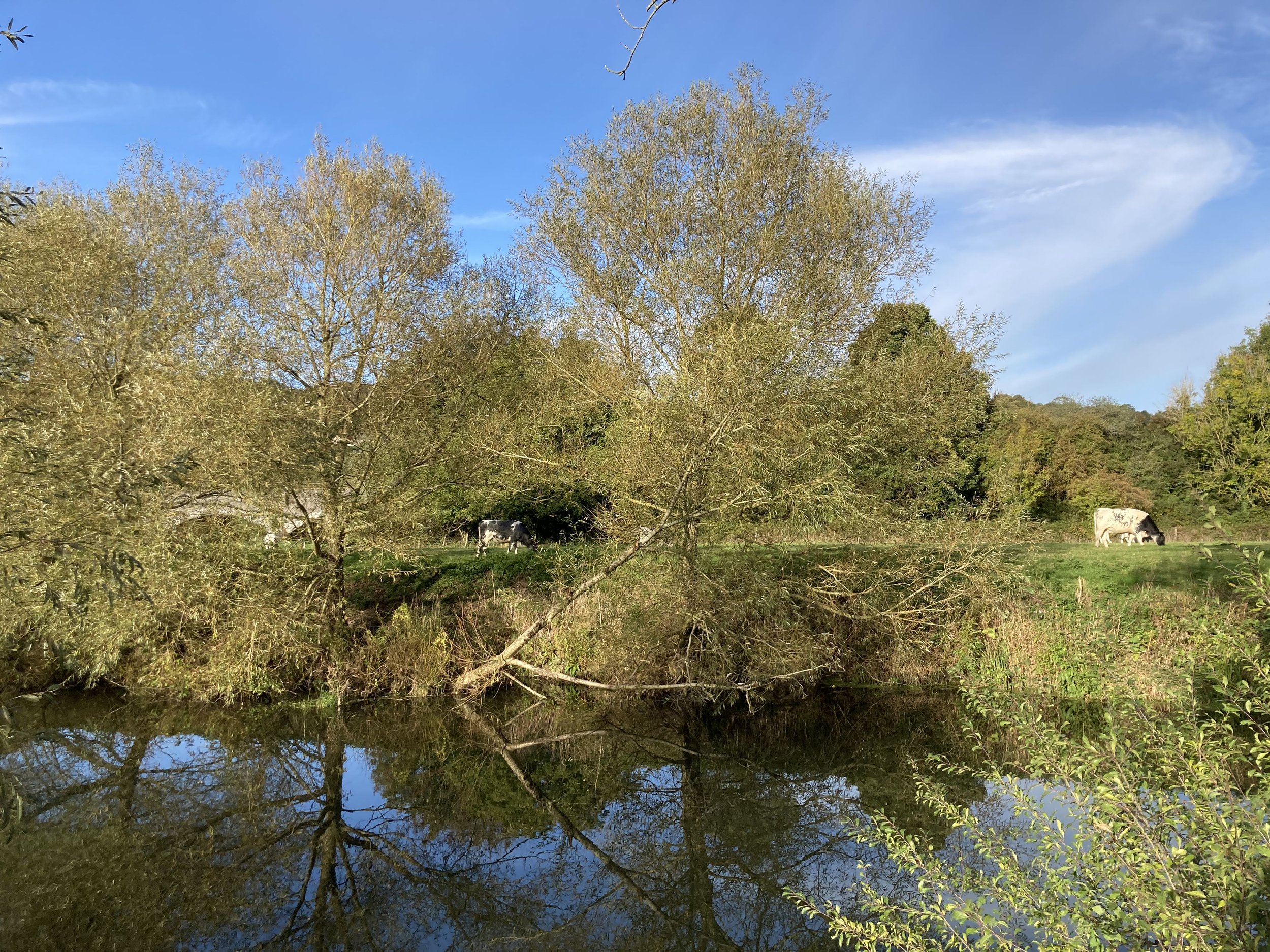 Cows on the river at Freshford