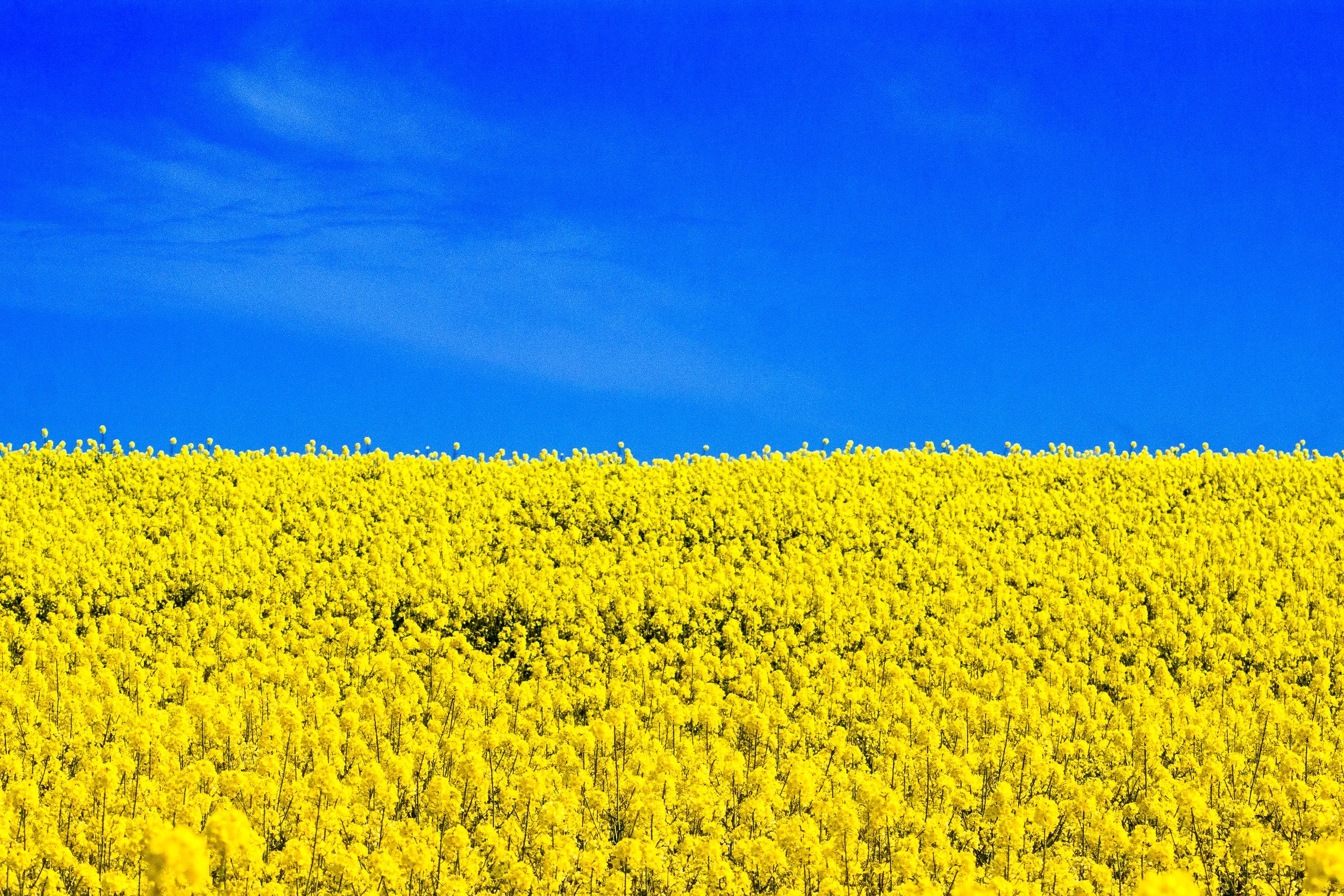 Rapeseed, Norfolk.
For Ukraine.