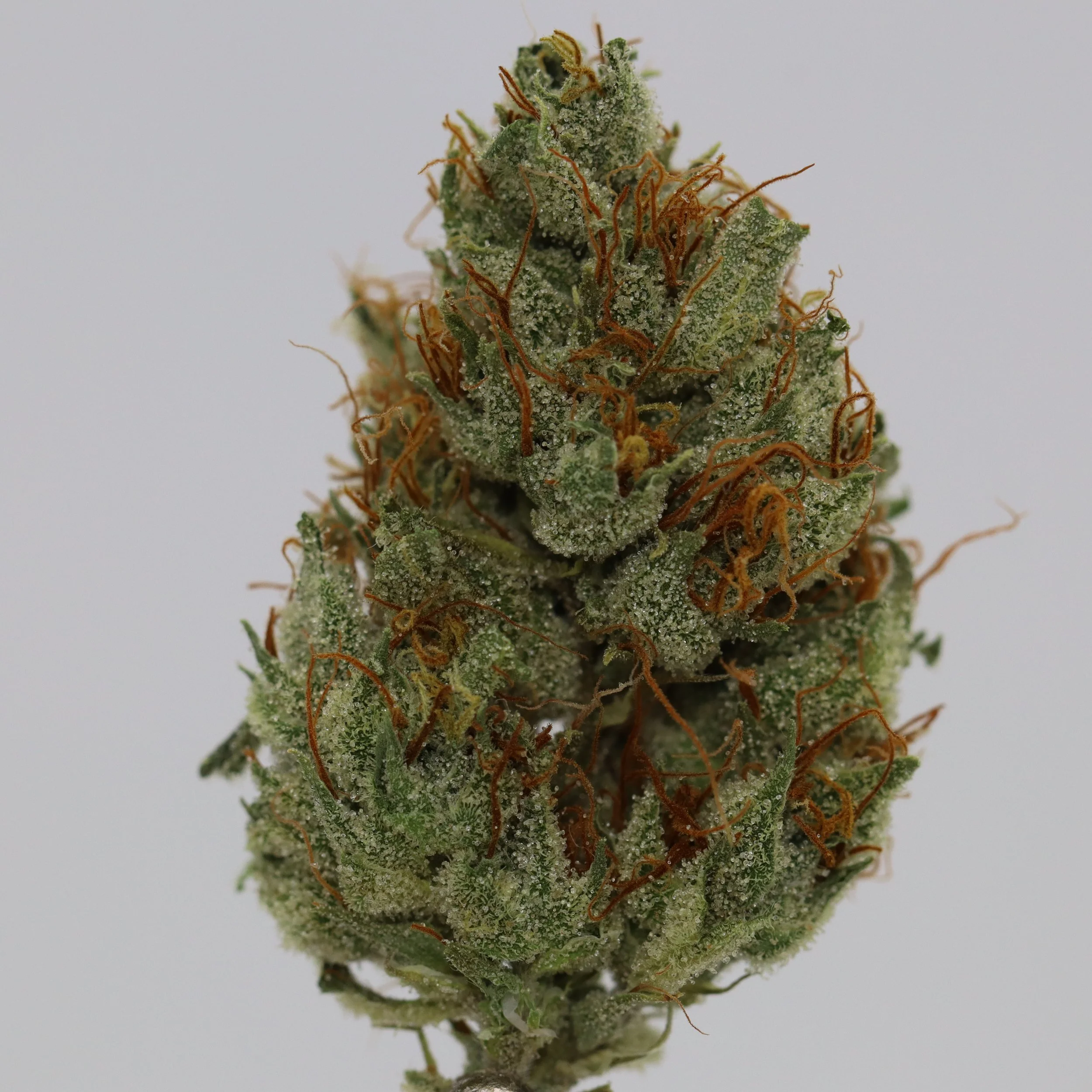   Lobster Fam Farm  
  Orange Cheese  
  (Agent Orange x UK Cheese Bx2)   
 $30 - 1/8
 
$60 - 1/4
 
$110 - 1/2
 
$200 - Full
 