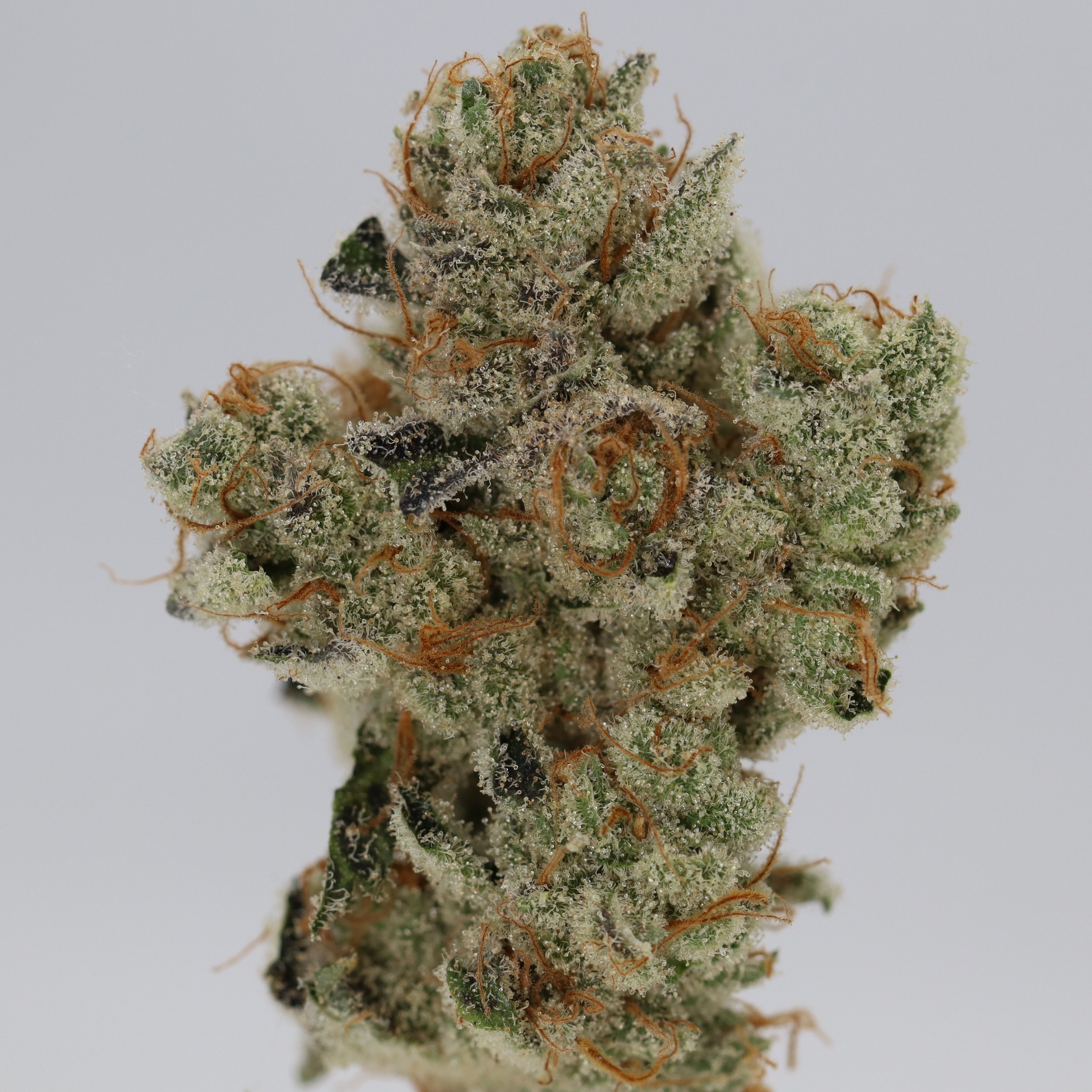   Fuzzy Roots Organics  
  Dirty Grapefruit  
  (Sundae Brunch x Mimosa)   [Woodstock Farmacy's cut]  
 $30 - 1/8
 
$60 - 1/4
 
$110 - 1/2
 
$210 - Full
 
