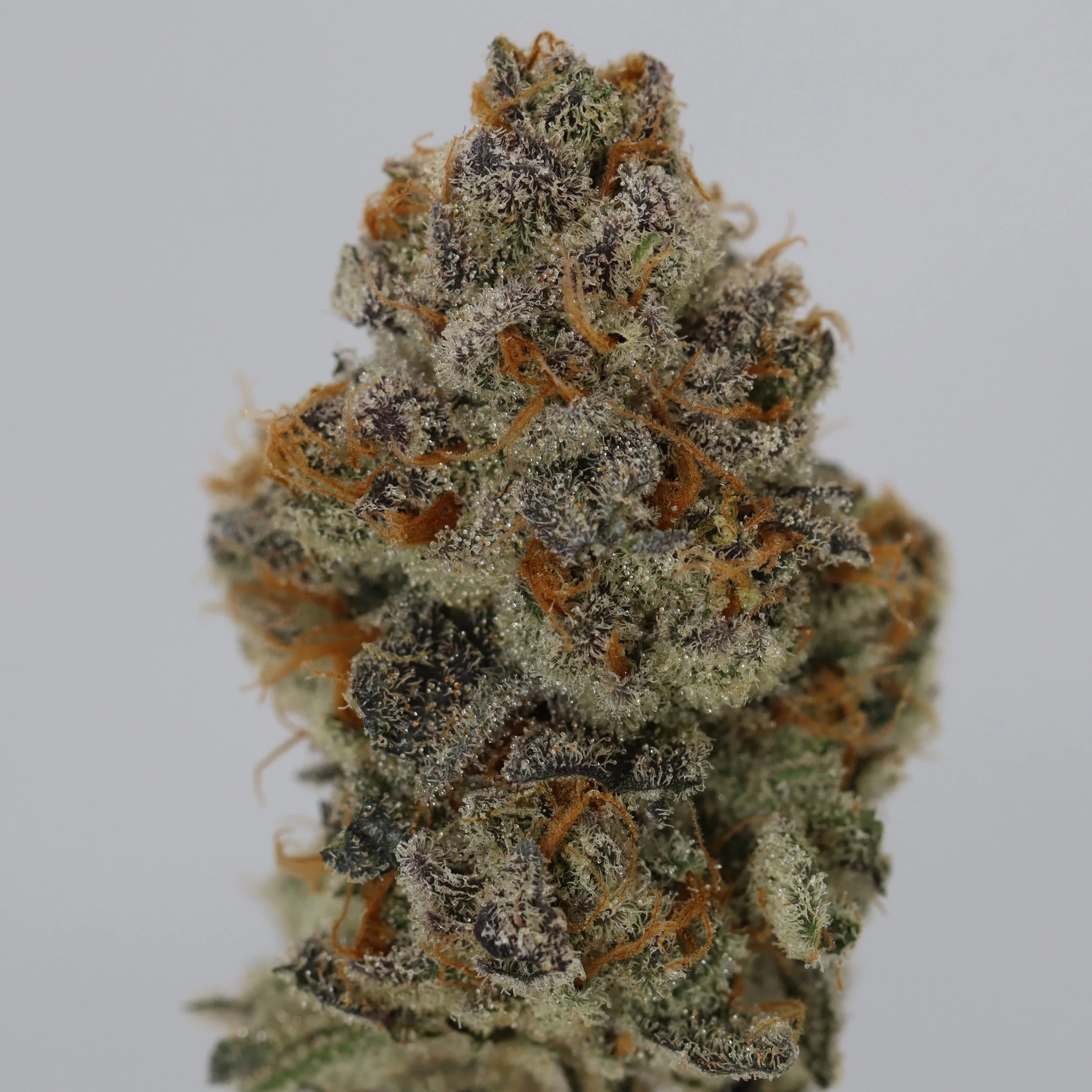   Pinehurst  
  Blueberry Headband  
  (Blueberry x 707 Headband)  
 $30 - 1/8
 
$60 - 1/4
 
$110 - 1/2
 
$200 - Full
 