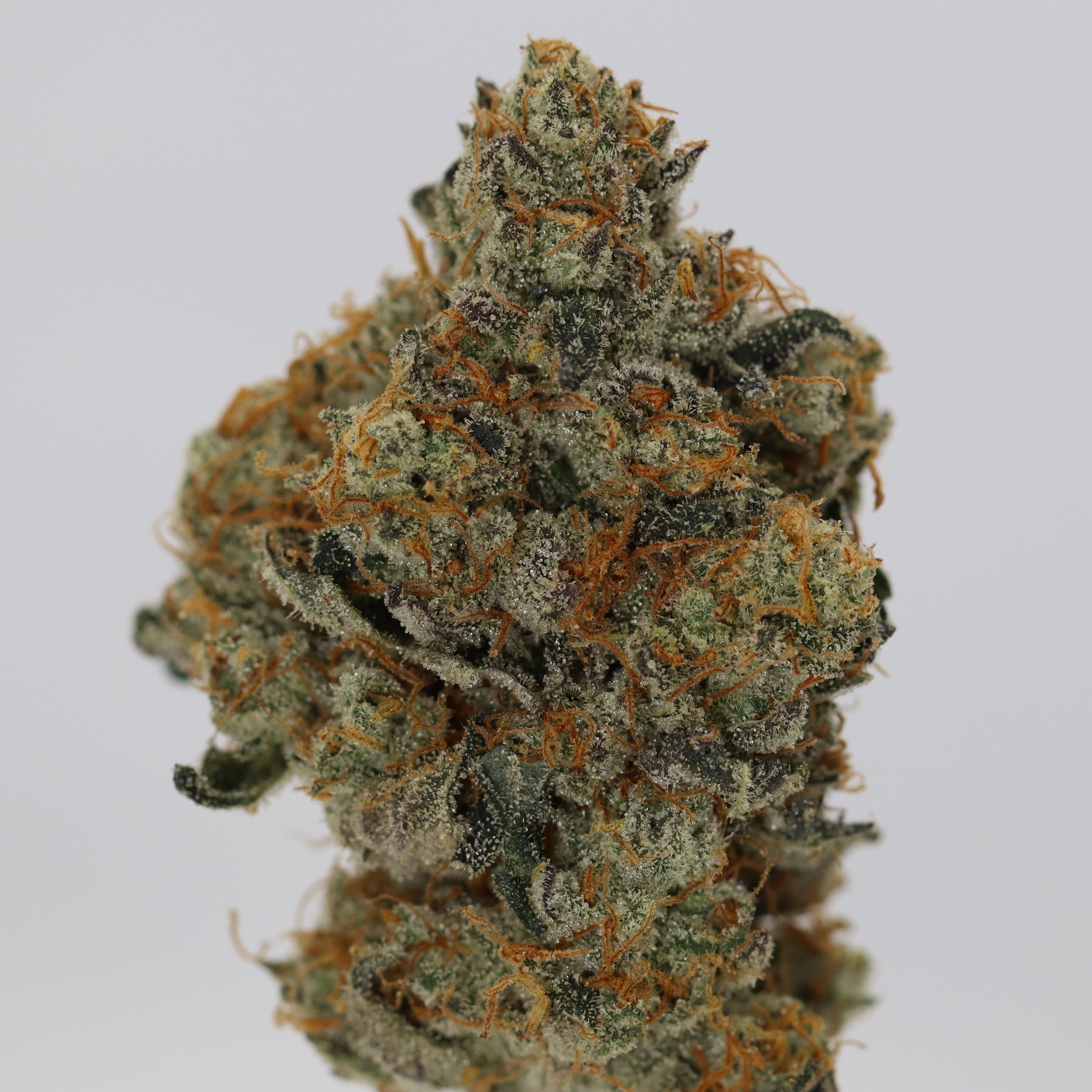   Small Barn Farms  
  Gorilla Fett  
  (Han Solo Burger x GG4)  
 $30 - 1/8
 
$60 - 1/4
 
$110 - 1/2
 
$200 - Full
 