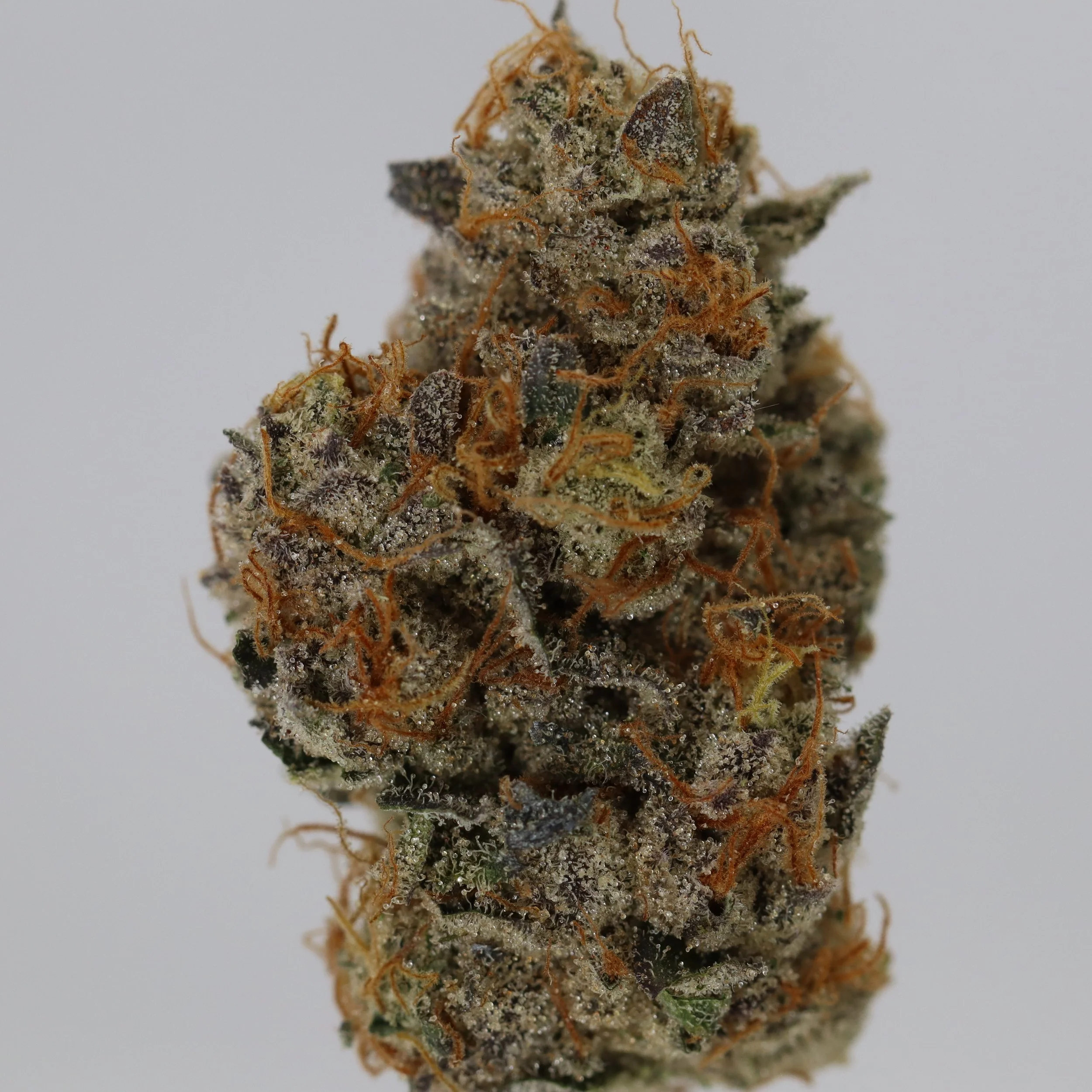  Weaving Genetics  
  Wedding Pie  
  (Grape Pie x Wedding Cake)  
 $30 - 1/8
 
$60 - 1/4
 
$110 - 1/2
 
$210 - Full
 