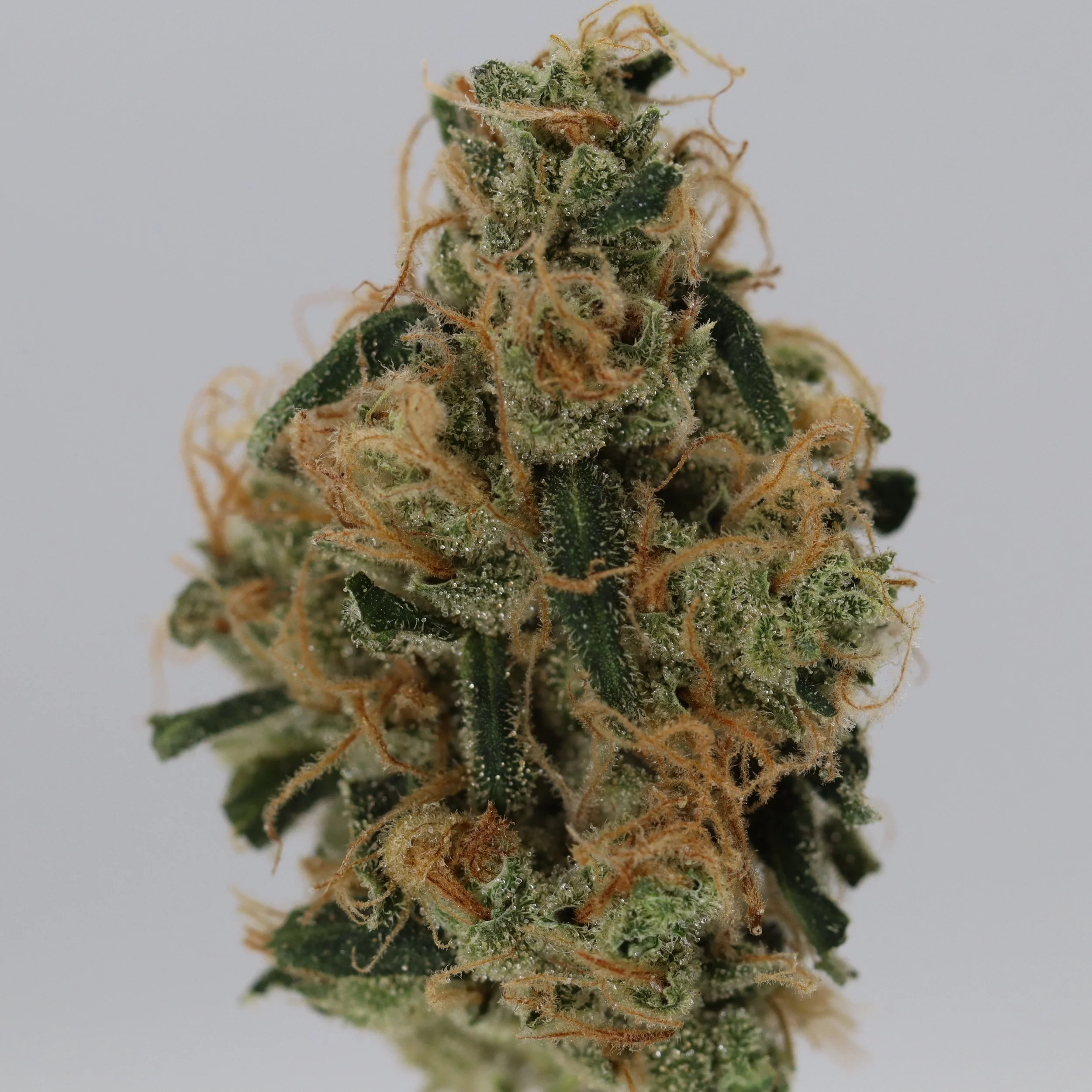   Black Fly Farms  
  Blammo  
  (Archives Sour Diesel x Dragon Energy)  
 $30 - 1/8
 
$60 - 1/4
 
$110 - 1/2
 
$210 - Full
 