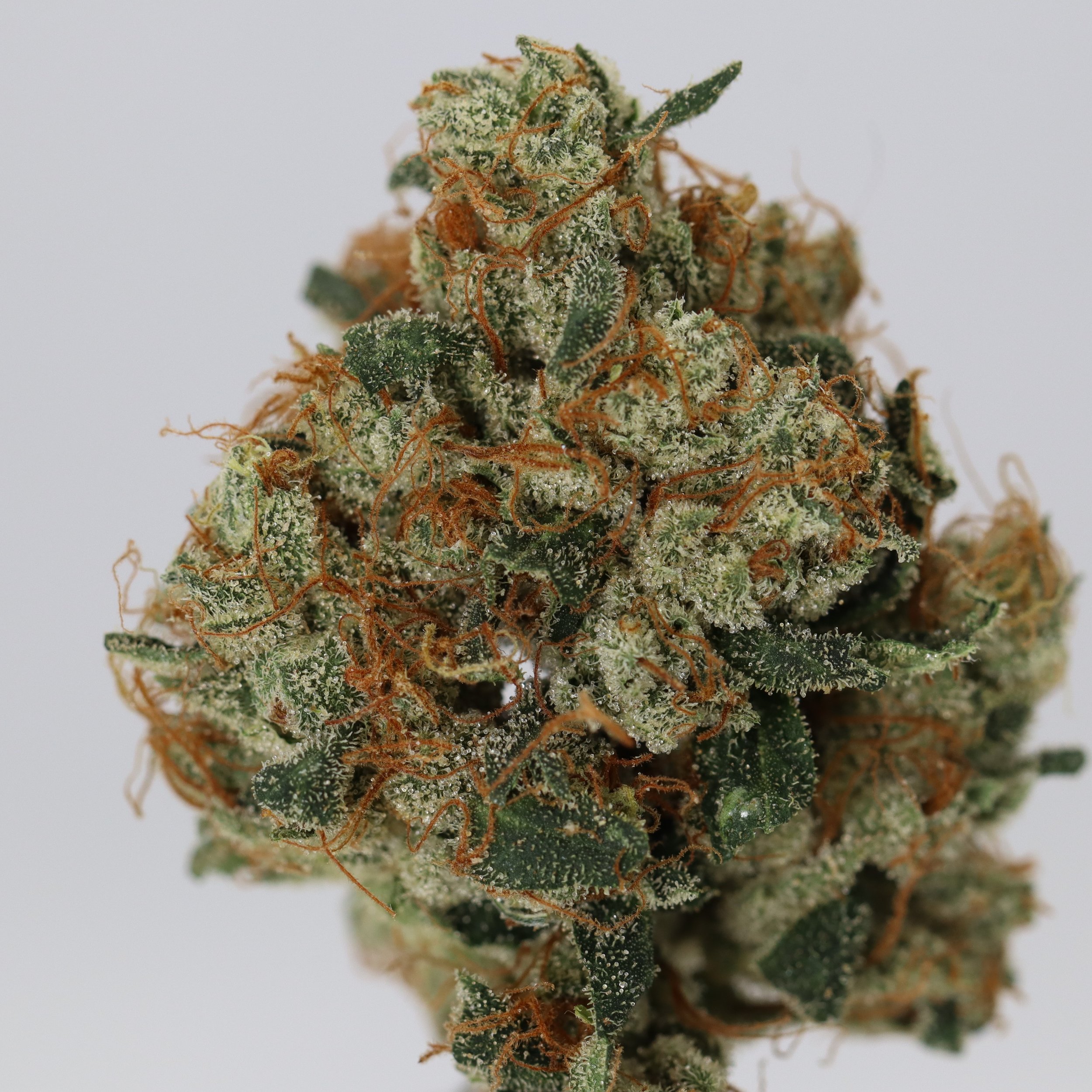   Small Barn Farms  
  Topanga Canyon Pure Kush  
  (Hindu Kush x Hindu Kush)  
 $30 - 1/8
 
$60 - 1/4
 
$110 - 1/2
 
$200 - Full
 