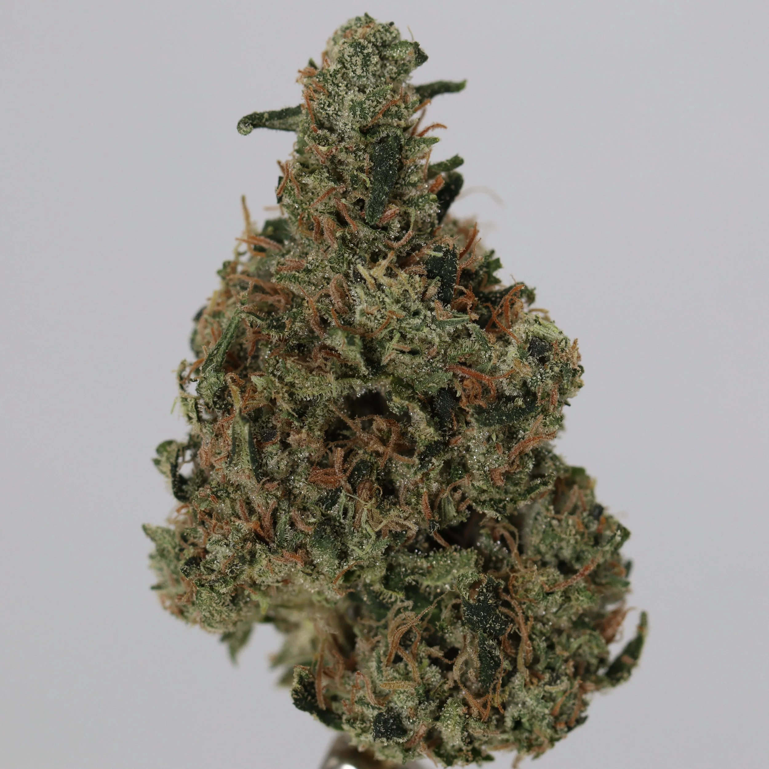   Small Barn Farms  
  Sour Kush  
  (Sour Diesel x OG Kush)  
 $30 - 1/8
 
$60 - 1/4
 
 $110 - 1/2   $100- 1/2 
 
 $200 - Full   $180 - Full 
 