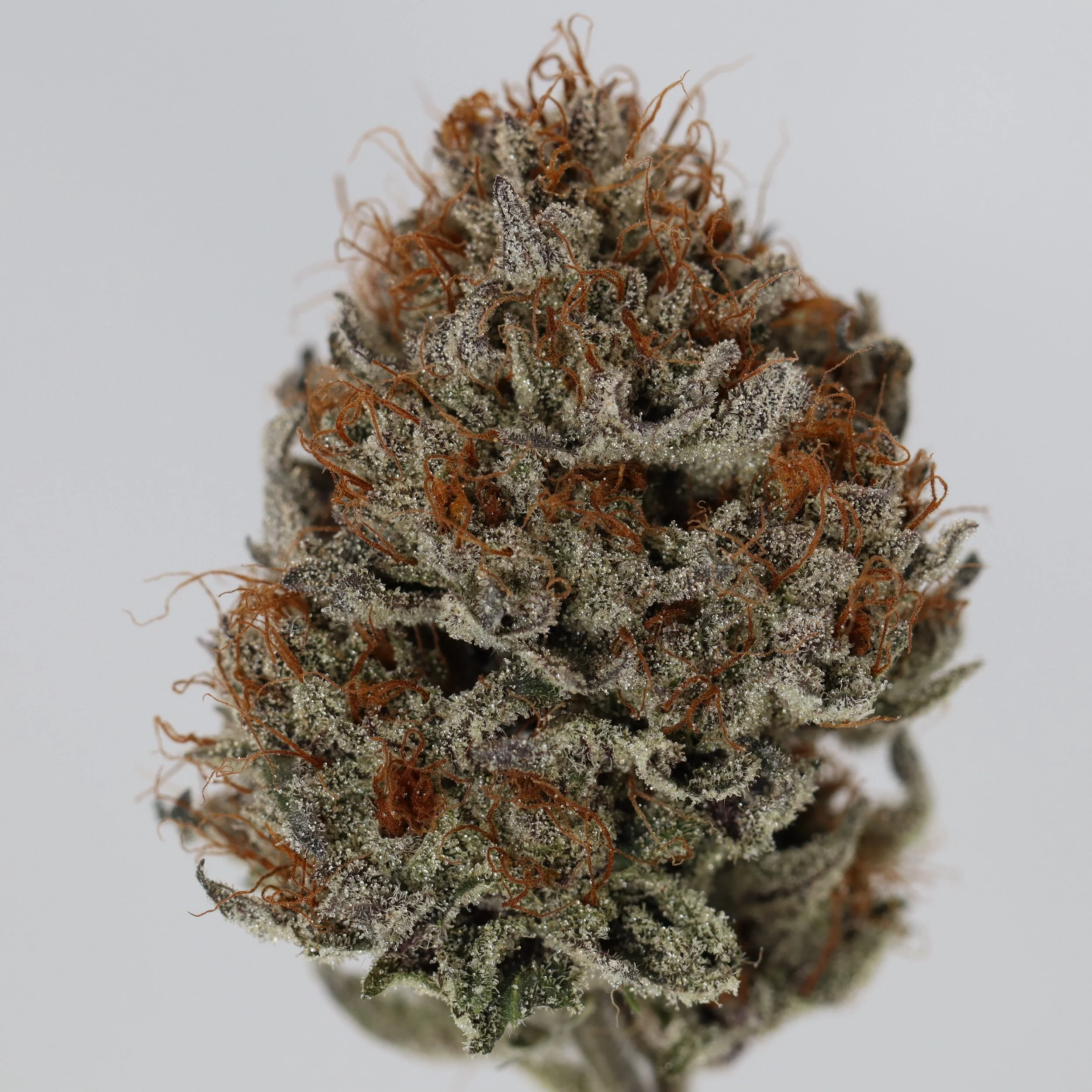   Your Maine Plug  Shivas Stash    
  Mateo's Breaeth  
  ((Grateful Breath x Colorado Bubba) x (GSC Forum cut x Mendodawg))  
 $30 - 1/8
 
 $60 - 1/4
 
$110 - 1/2
 
$210 - Full 
 

