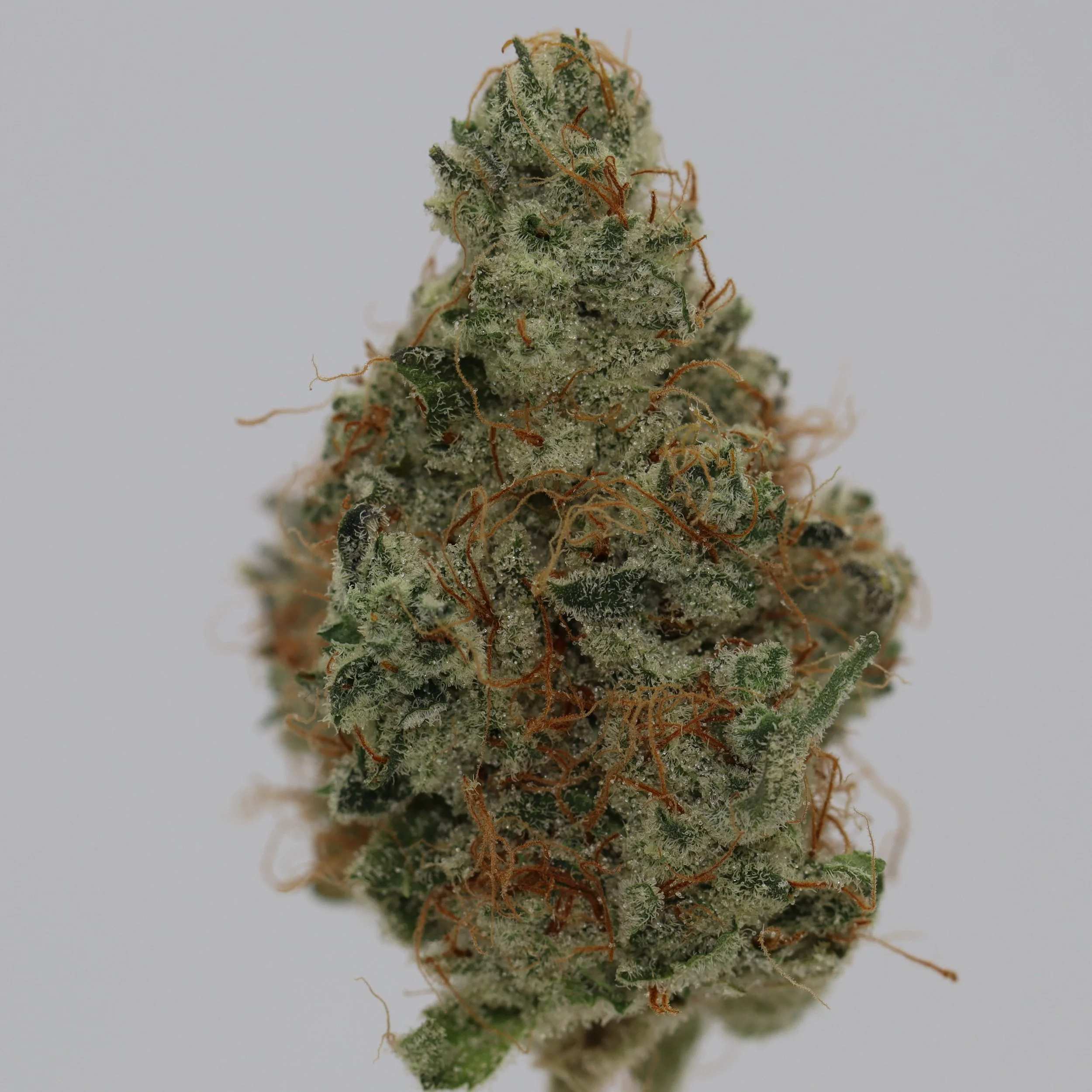   Firefly Organics  
  Albarino  
  (Grape Pie x Lemon Tree)   [Melting Pot Farms]  
 $30 - 1/8
 
$60 - 1/4
 
$110 - 1/2
 
$210 - Full
 
