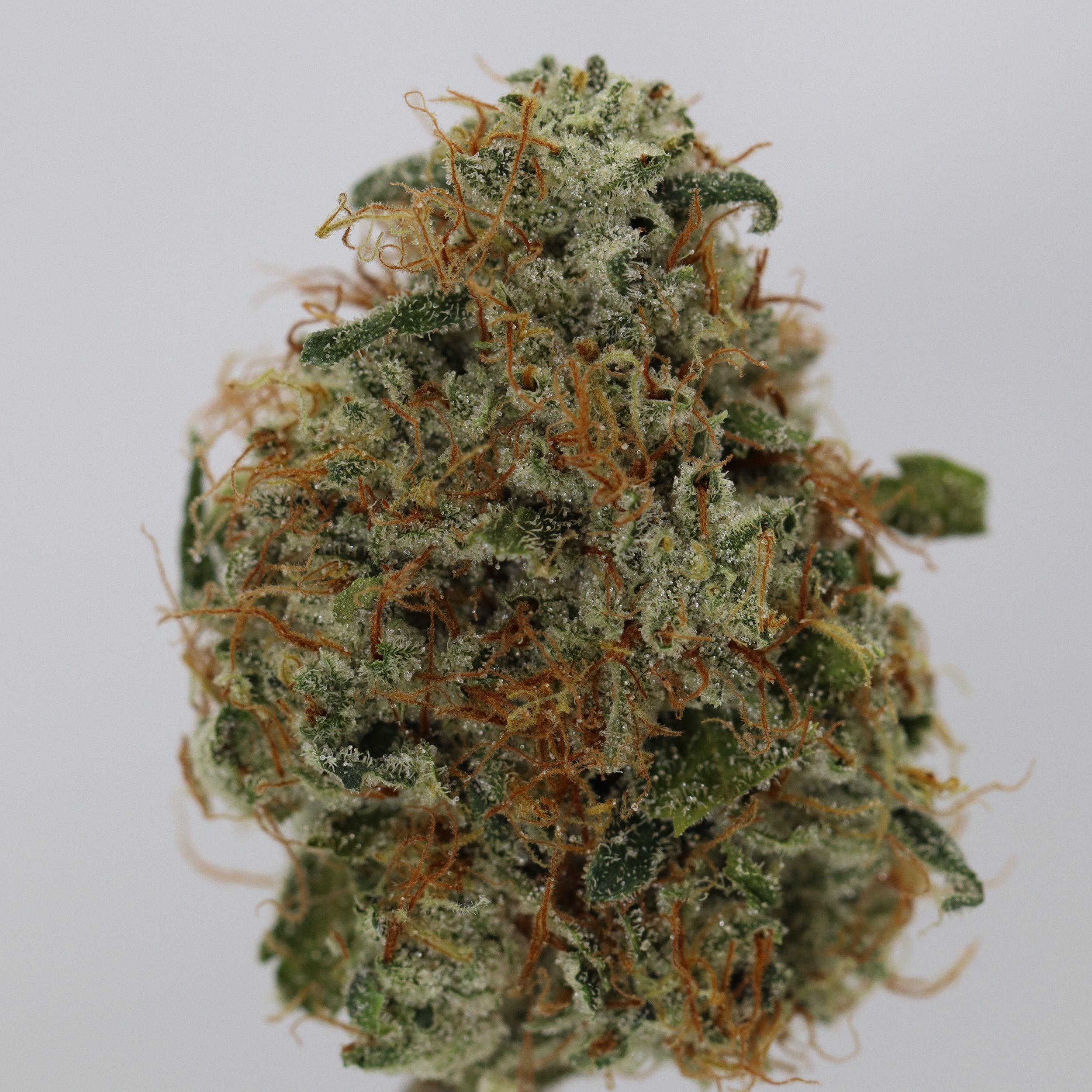   Pinehurst  
  Ghost OG  
  (Heirloom, Clone Only)  
 $30 - 1/8
 
$60 - 1/4
 
$110 - 1/2
 
$200 - Full
 