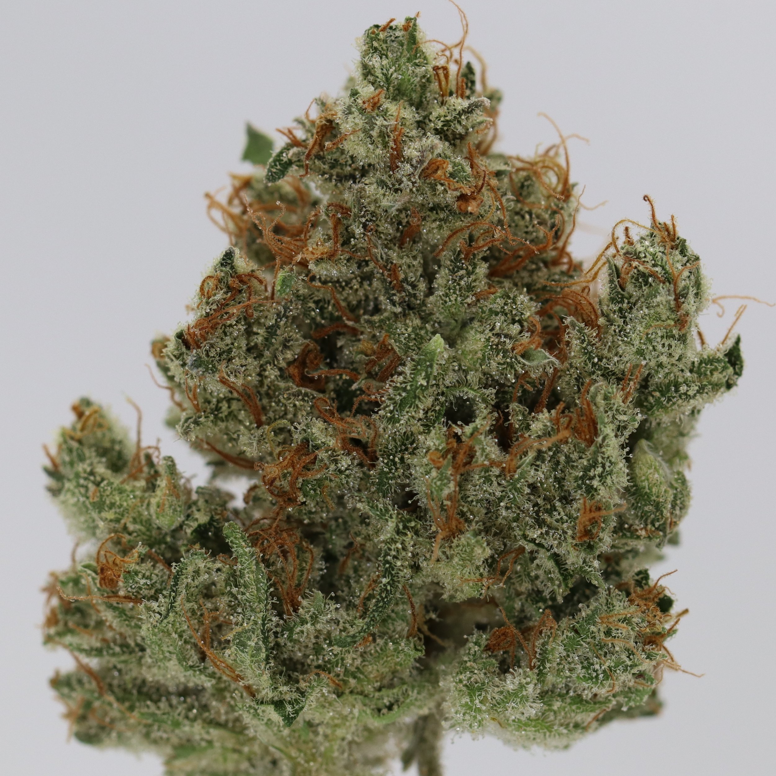   Brazen Earthworx  
  Pineapple Fields  
  (Kali Snapple x Ms. Universe)   
 $30 - 1/8
 
$60 - 1/4
 
$110 - 1/2
 
$210 - Full
 