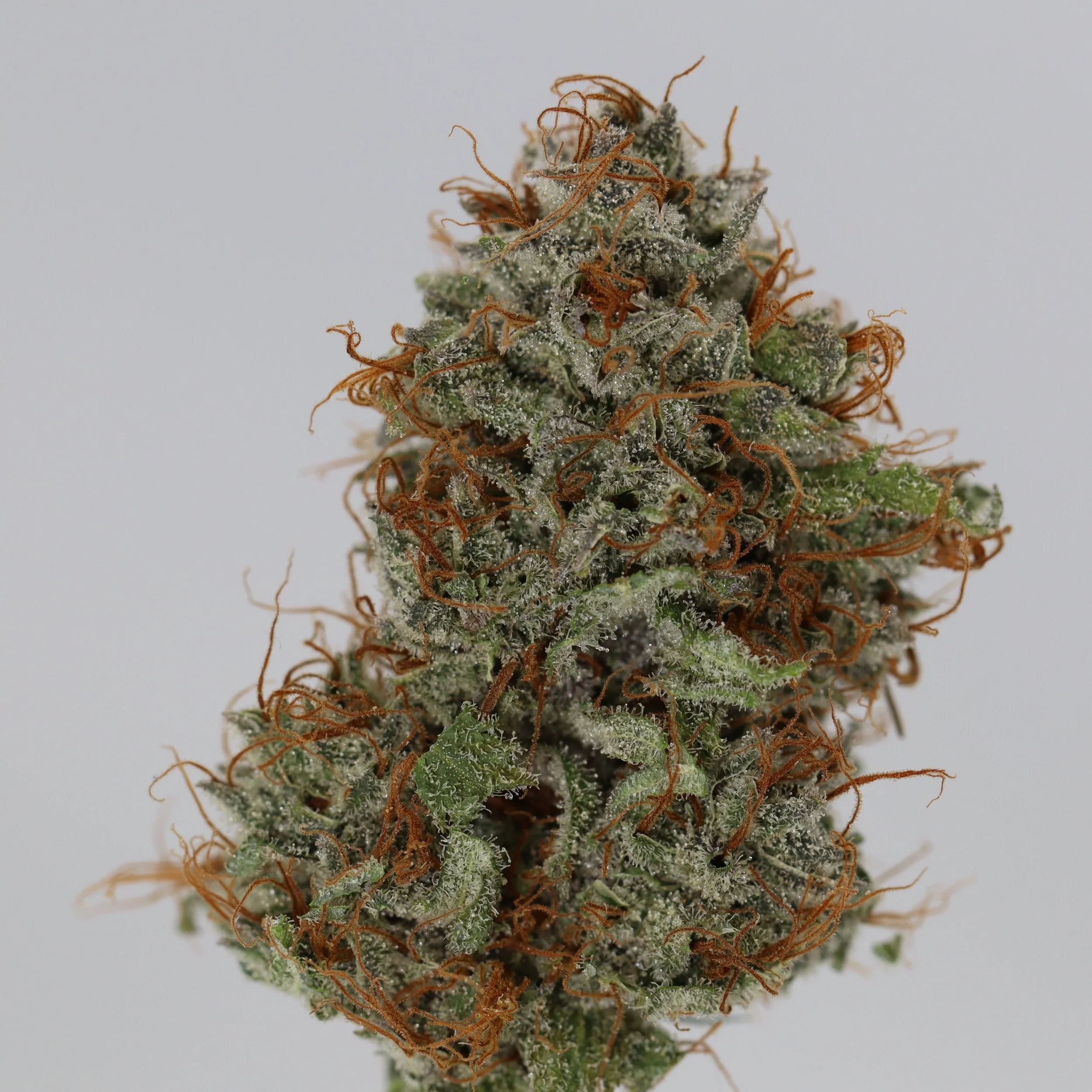  Lobster Fam Farm  
  Purple Durban Piff  
  (PC3 x Colorado Durban)   
 $30 - 1/8
 
$60 - 1/4
 
 $110 - 1/2   $100- 1/2 
 
 $200 - Full   $180 - Full 
 
