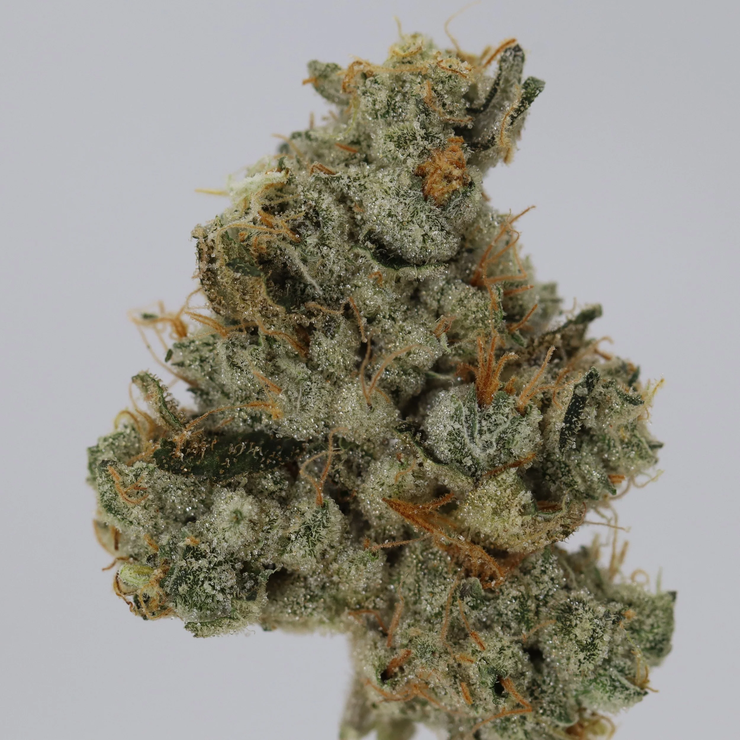   Dialed In Farms  
  GMO x Rootbeer  
  (GMO x Rootbeer)  
 $30 - 1/8
 
$60 - 1/4
 
$110 - 1/2
 
$210 - Full
 