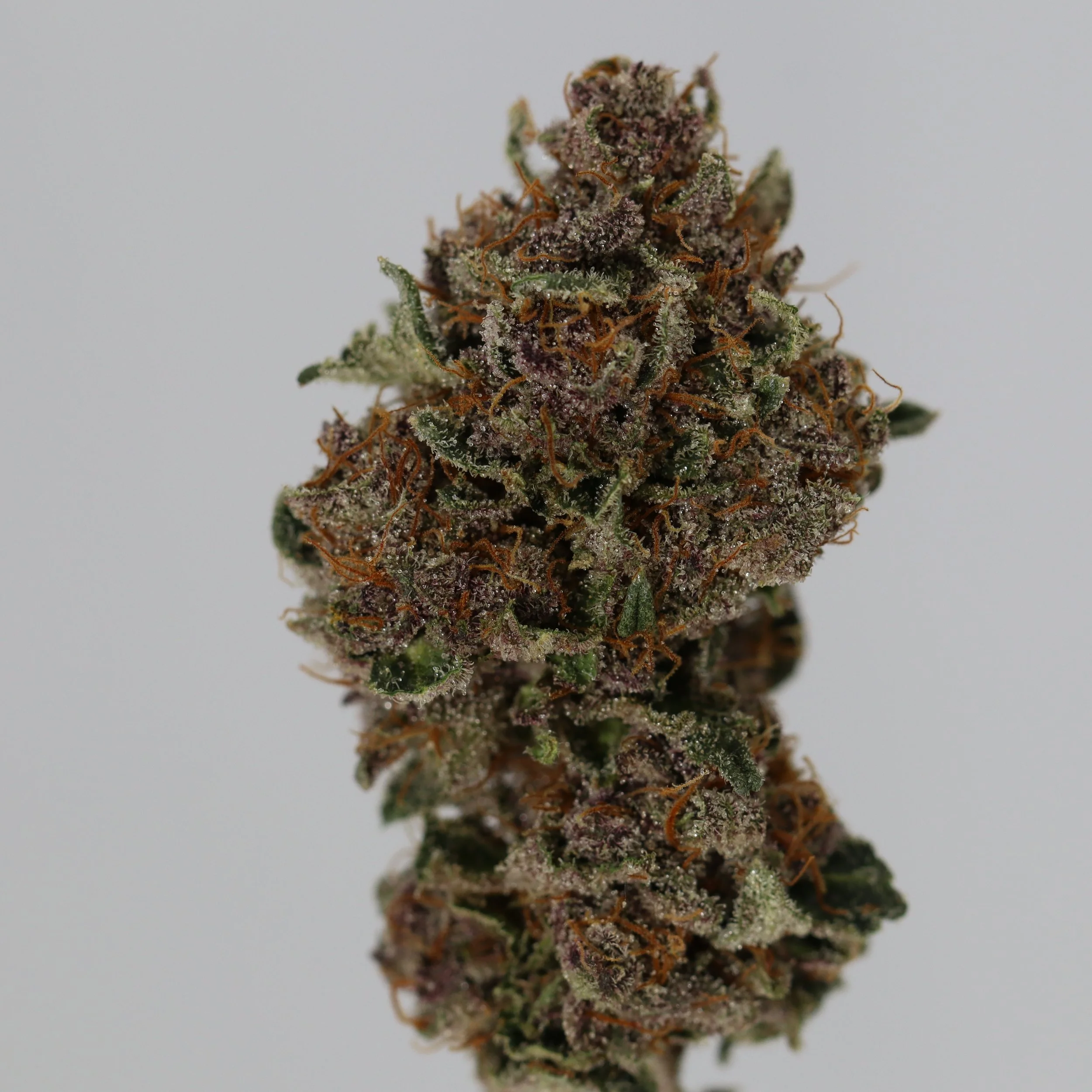   Resin Remedies  
  Dole Whip  
  (Tropic Truffles x Cookies & Cream IX3)  
 $30 - 1/8
 
$60 - 1/4
 
$110 - 1/2
 
$200 - Full
 