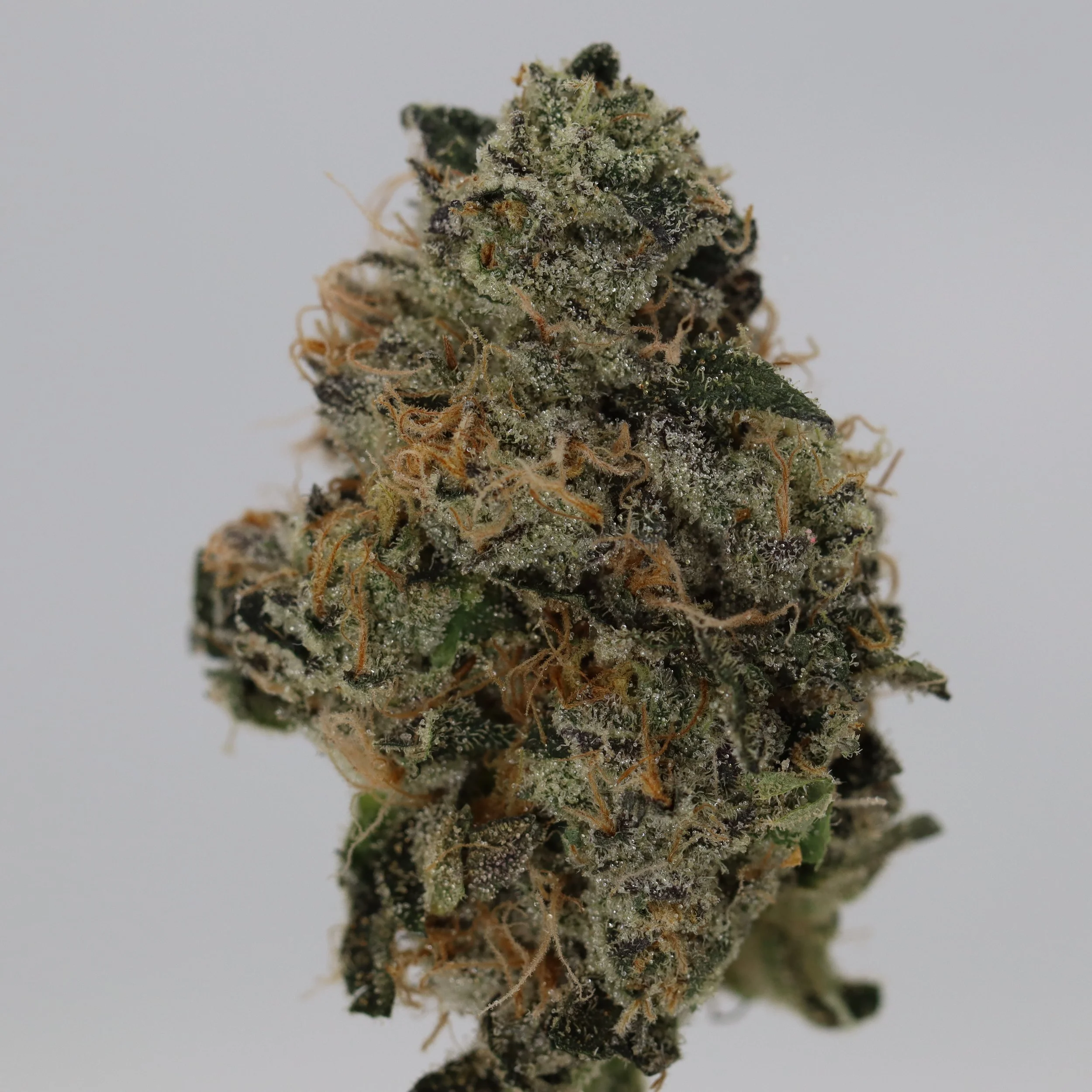   IPK  
  Animalz  
  (Runtz x 09 Animal Cookies)   
 $30 - 1/8
 
$60 - 1/4
 
$110 - 1/2
 
$210 - Full
 