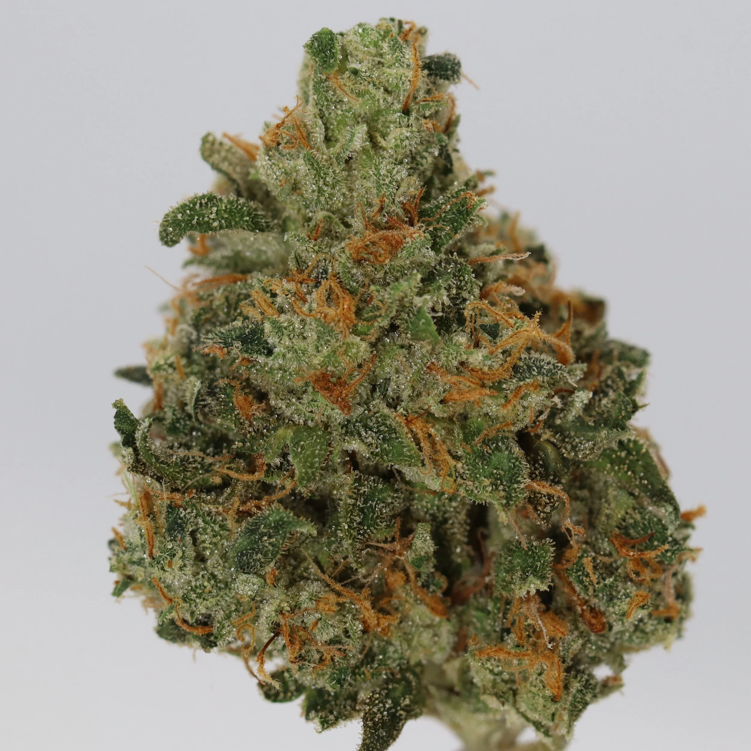   Weaving Genetics  
  Lemon Dosi  
  (Lemon G x Do-Si-Do #18)  
 $30 - 1/8
 
$60 - 1/4
 
$110 - 1/2
 
$210 - Full
 