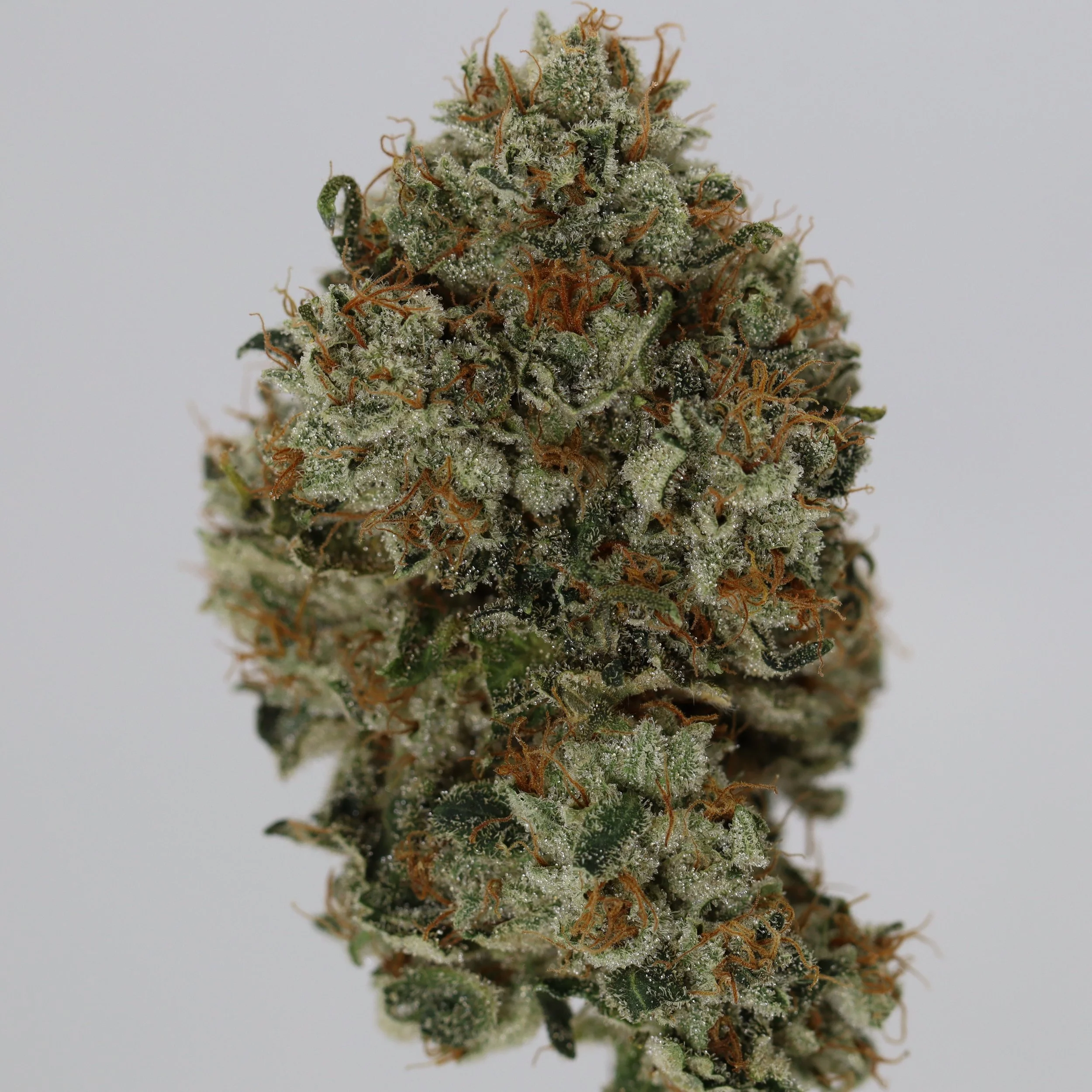   Moonfrog Farm  fka Walker Cannabis    
  Überpuck  
  (Puck s1 x (Chem91 x Puck))  
 $30 - 1/8
 
$60 - 1/4
 
$110 - 1/2
 
$210 - Full
 