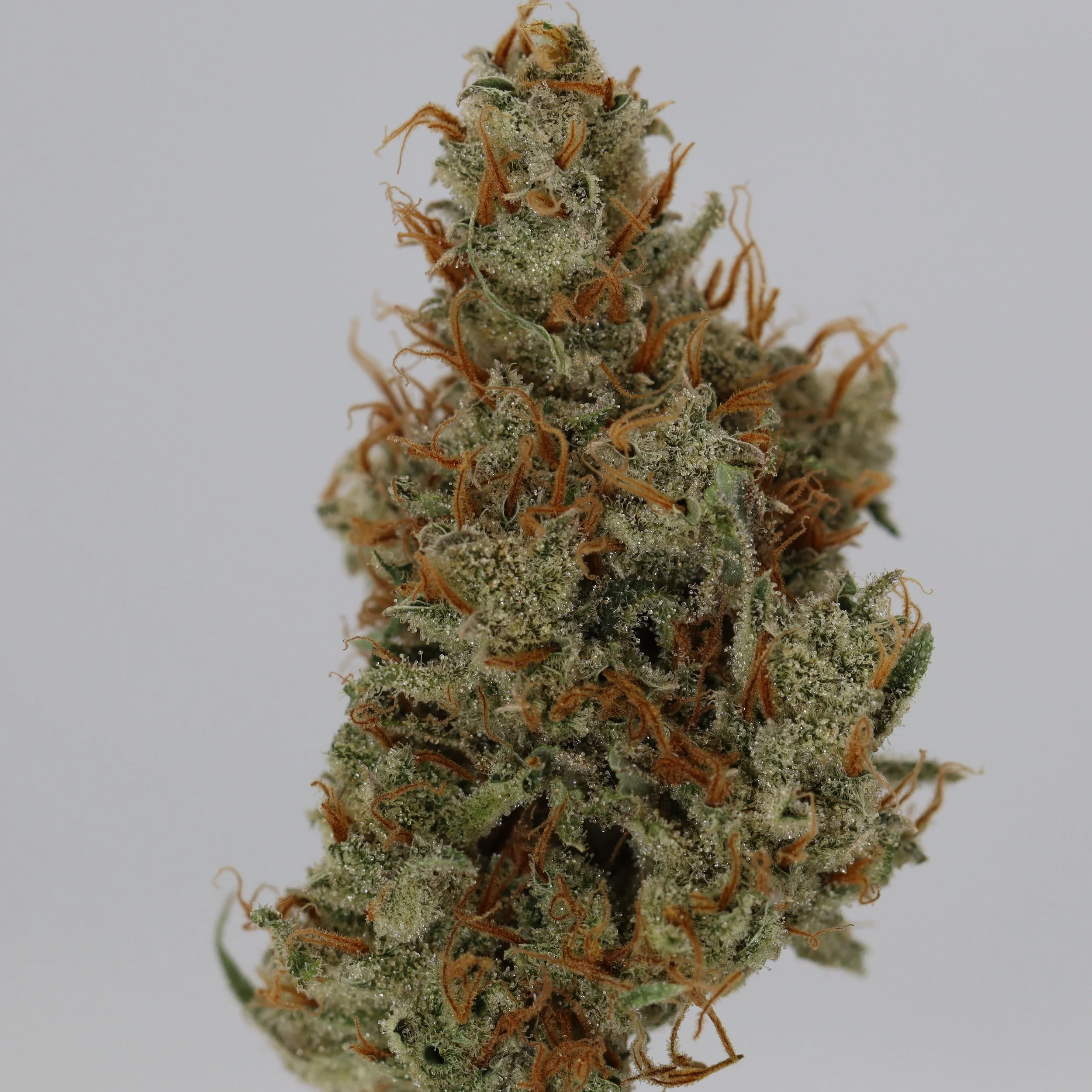   Black Fly Farms  
  1998 Super Silver Haze  
  ((Haze x Skunk #1) x Haze x NL5)   [Shantibaba's cut]  
 $30 - 1/8
 
$60 - 1/4
 
$110 - 1/2
 
$210 - Full
 