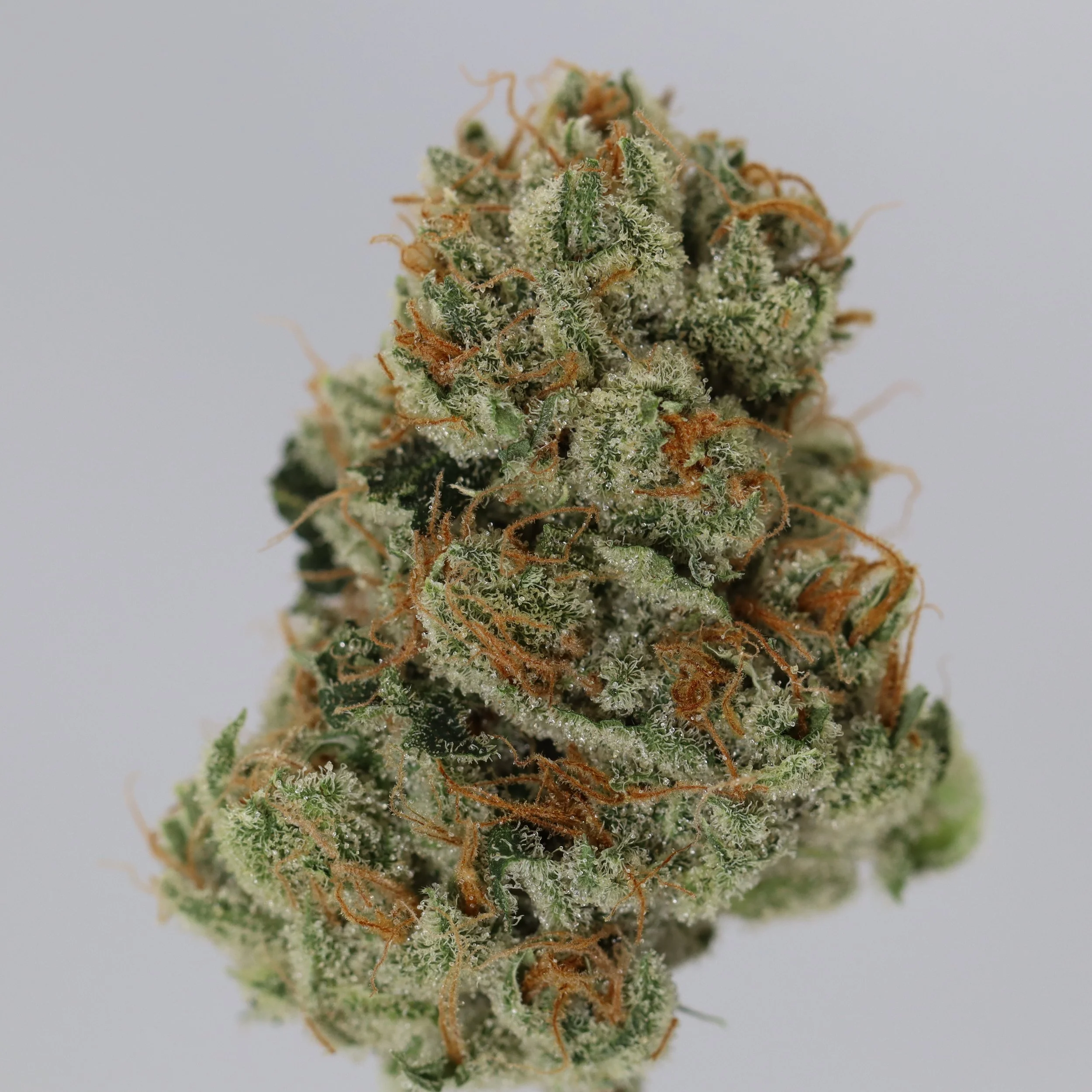   Blackwood Cultivation  
  Topanga Canyon Pure Kush  
  (OG Kush Pheno)  
 $30 - 1/8
 
$60 - 1/4
 
 $110 - 1/2   $100- 1/2 
 
 $210 - Full   $200 - Full 
 