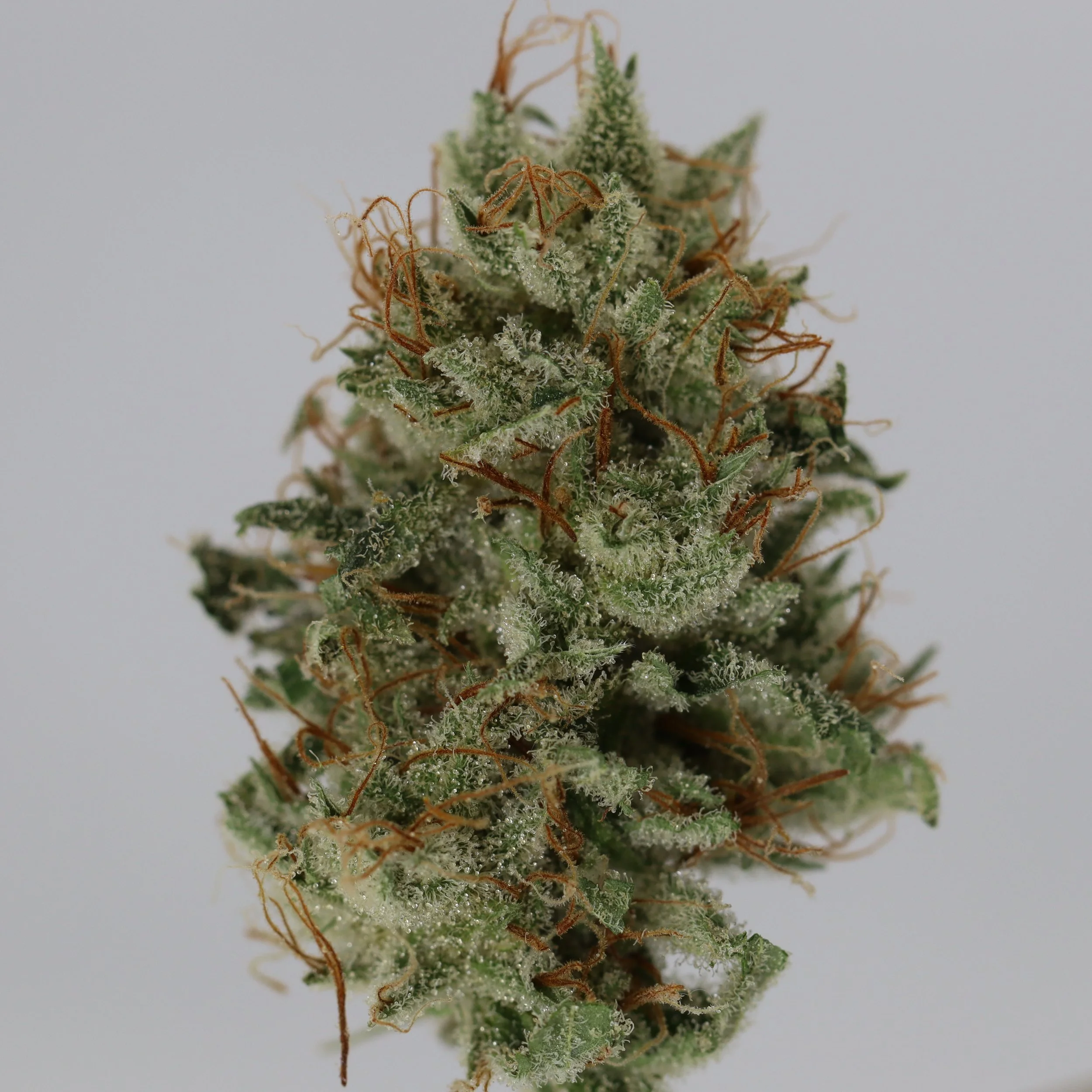   Lobster Fam Farm  
  Pineapple Piff  
  (PC3 x Ringos Pineapple)   
 $30 - 1/8
 
$60 - 1/4
 
$110 - 1/2 
 
$200 - Full
 