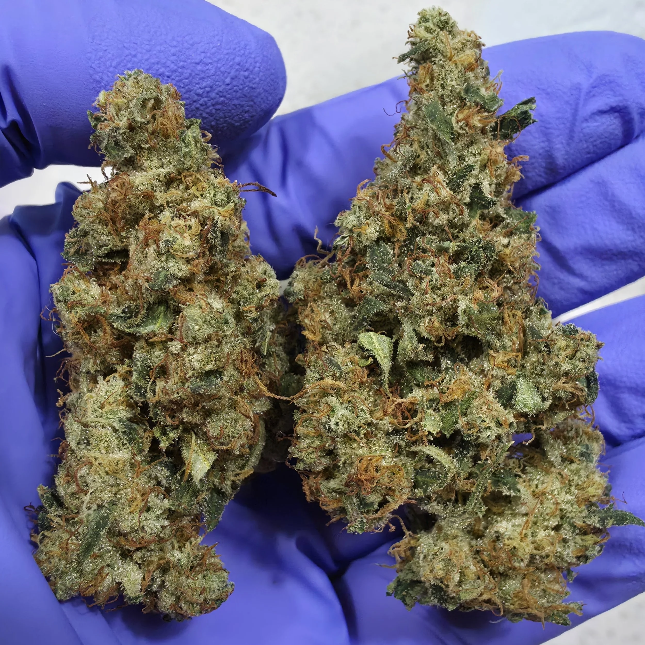   Independence Farm  Crazy Composer    
  Texas Shoreline  
  (Unknown Genetics, Heirloom cut)  
 $30 - 1/8
 
$60 - 1/4
 
 $110 - 1/2   $100- 1/2 
 
 $210 - Full   $200 - Full 
 

