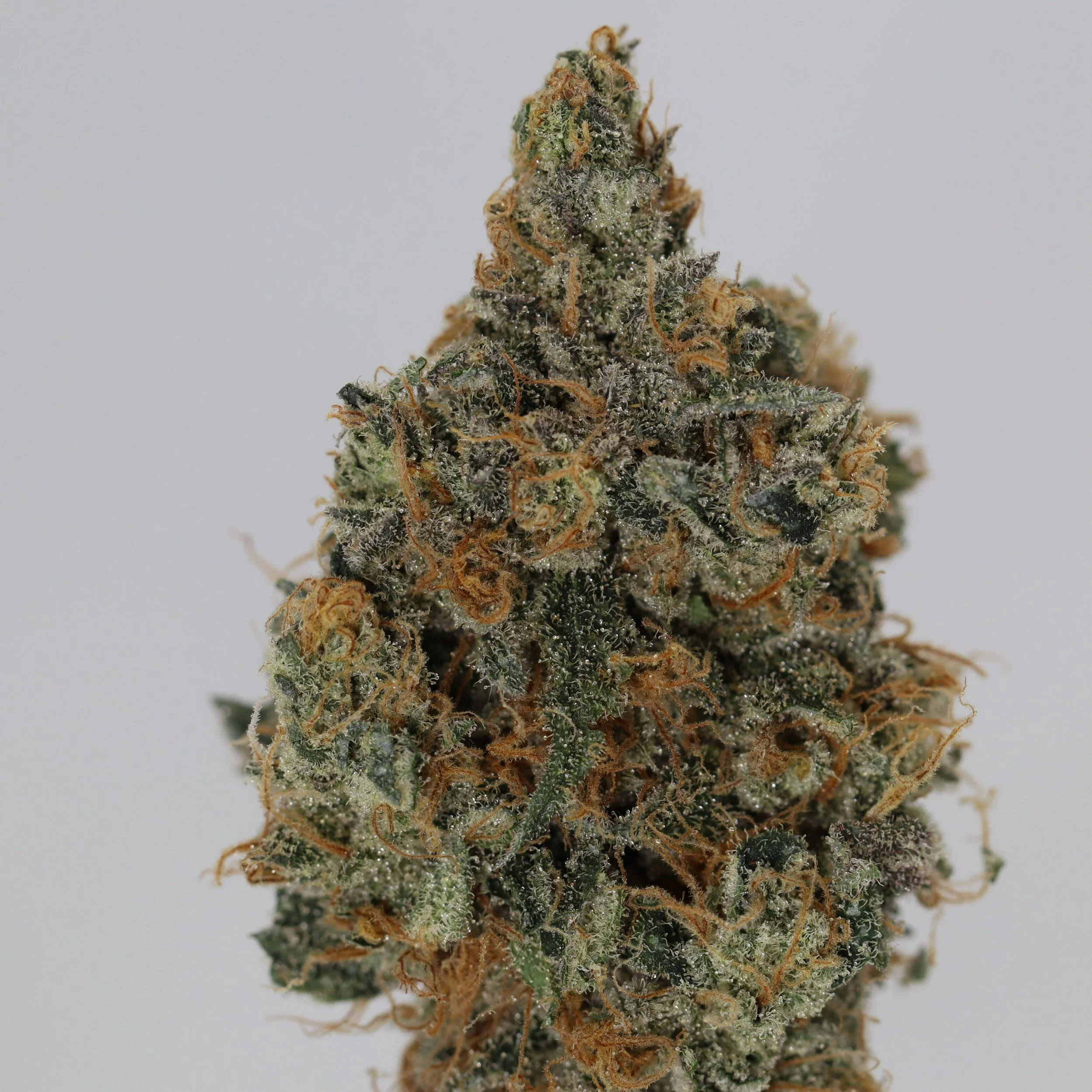   Resin Remedies  
  Fruit Brunch  
  (Grapefruit f3 x Dank Brunch)  
 $30 - 1/8
 
$60 - 1/4
 
$110 - 1/2
 
$200 - Full
 
