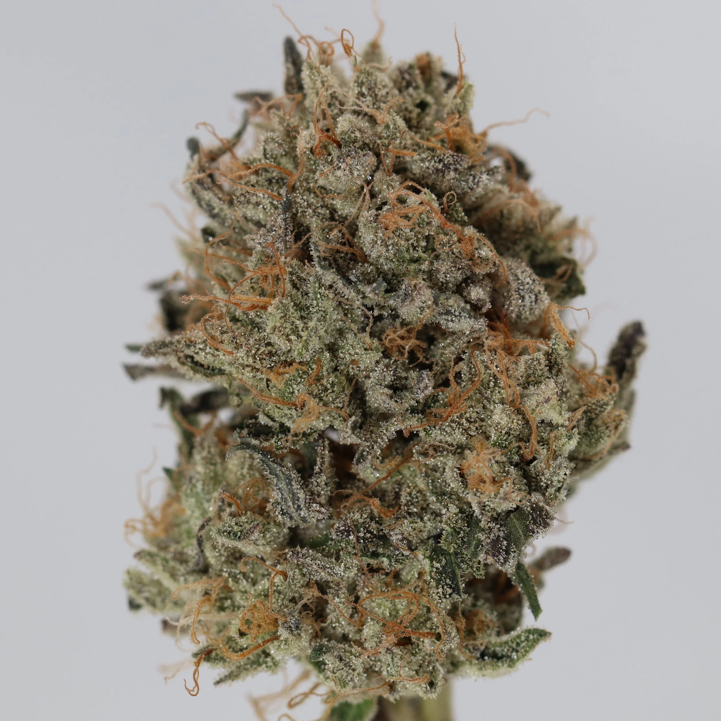   Your Maine Plug  Shivas Stash    
  Aparigraha  
  ((Grateful Breath x Colorado Bubba) x (GSC Forum cut x Mendodawg)) x (Poison Mimosa x East Coast Sour Diesel))  
 $30 - 1/8
 
$60 - 1/4
 
$110 - 1/2
 
$210 - Full
 
