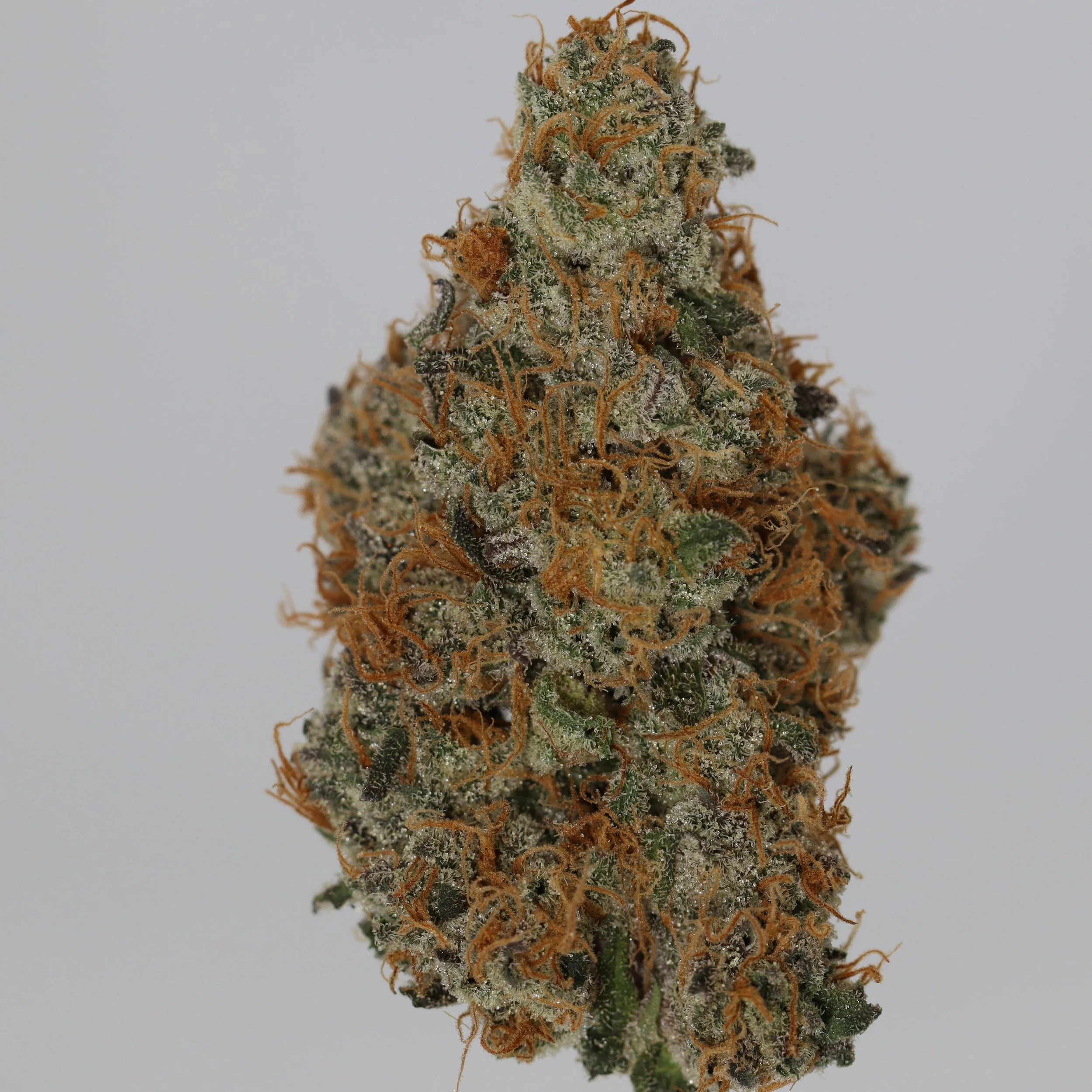   Dialed In Farms  
  Blueberry Bang Bang  
  (Blueberry x Cherry Bang Bang)  
 $30 - 1/8
 
$60 - 1/4
 
$110 - 1/2
 
$210 - Full
 