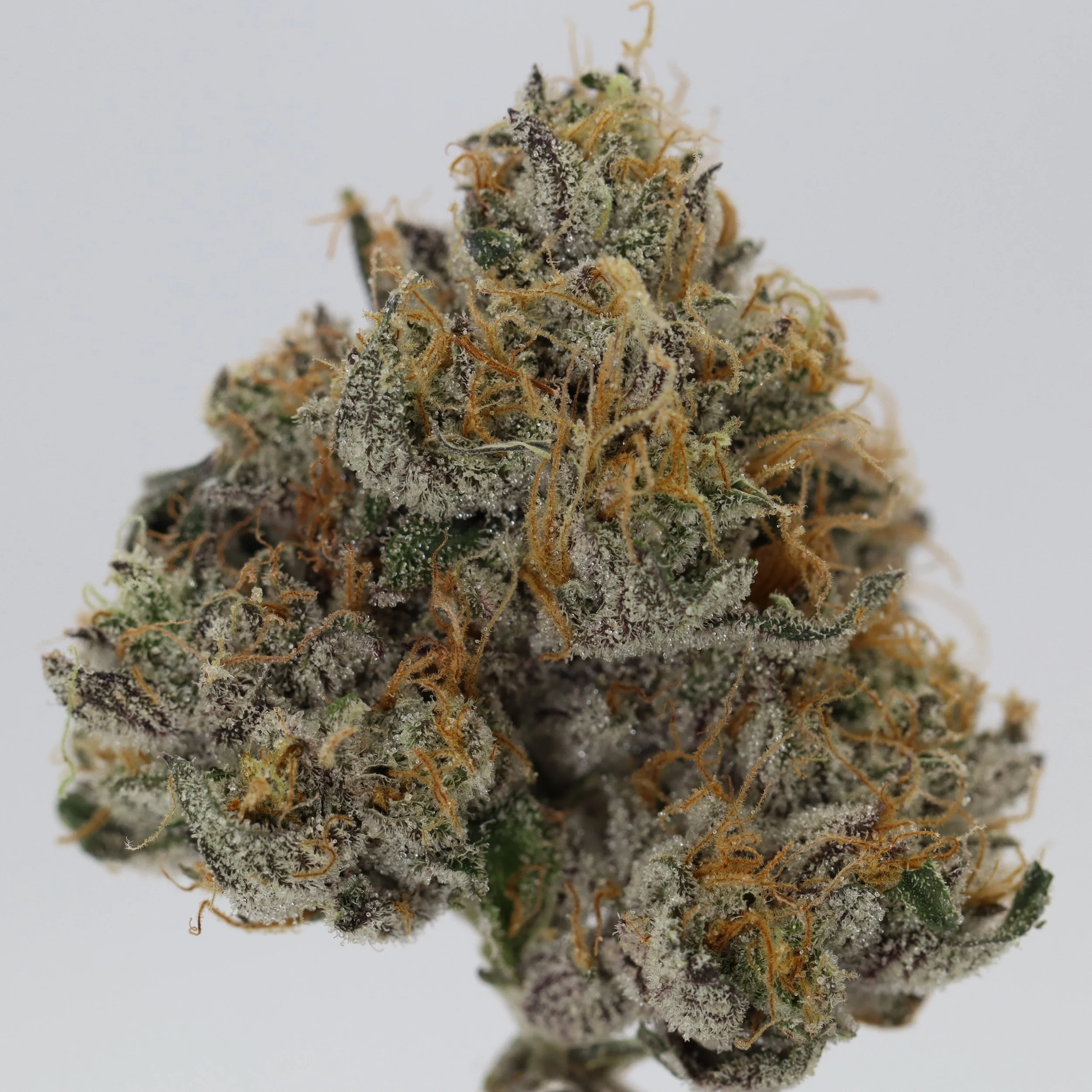   Monkey Jones  
  Twice Cream Cake  
  ((ICC x Sour Larry Bx2) x ((ICC x Sour Larry Bx2) x Milkbone))  
 $30 - 1/8
 
$60 - 1/4
 
$110 - 1/2
 
$210 - Full
 