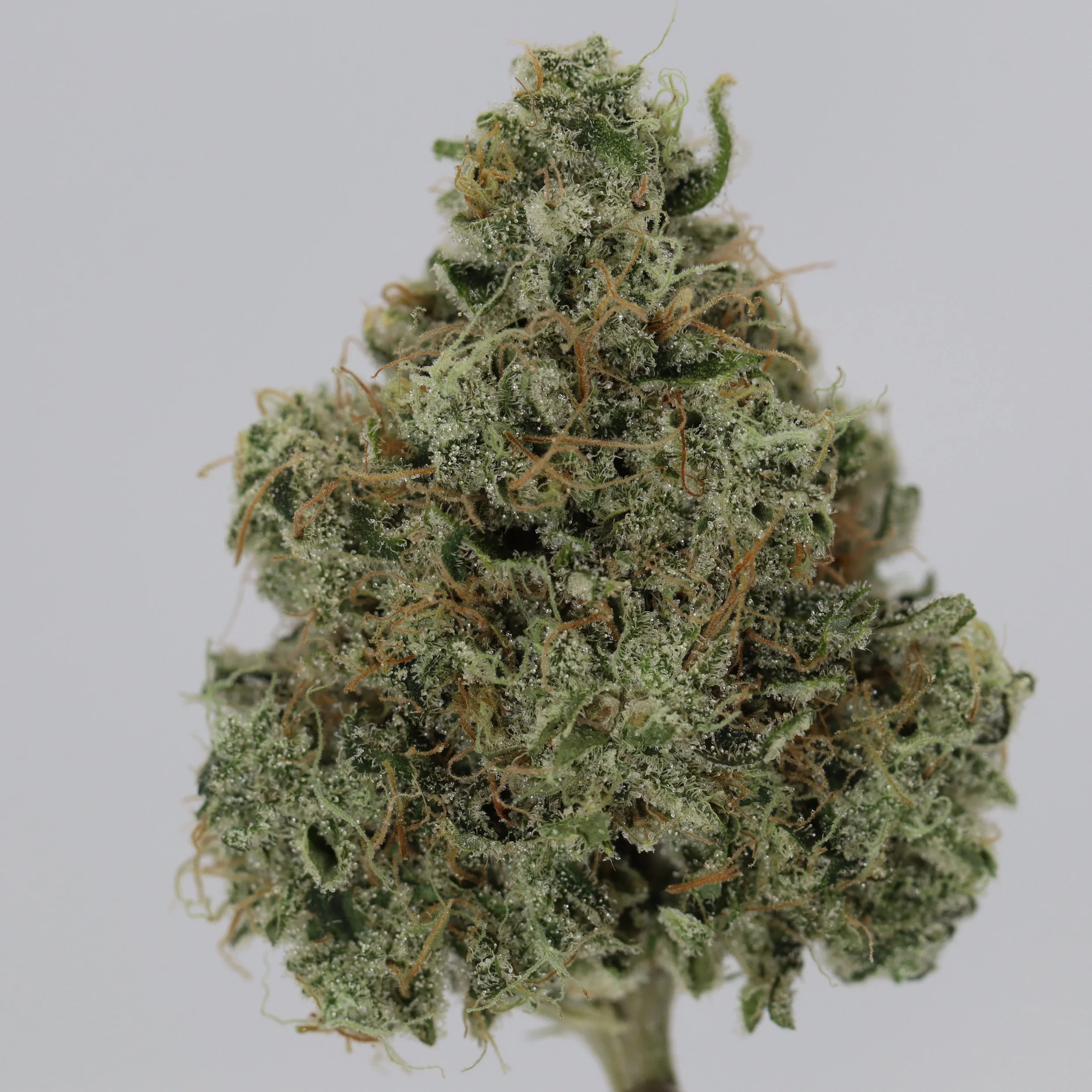   Moonfrog Farm  fka Walker Cannabis    
  Mai Thai  
  ((Cambodian Thai xx Colombian Haze) x (Hawaiian Mango x Lemon))  
 $30 - 1/8
 
$60 - 1/4
 
$110 - 1/2
 
$210 - Full
 
