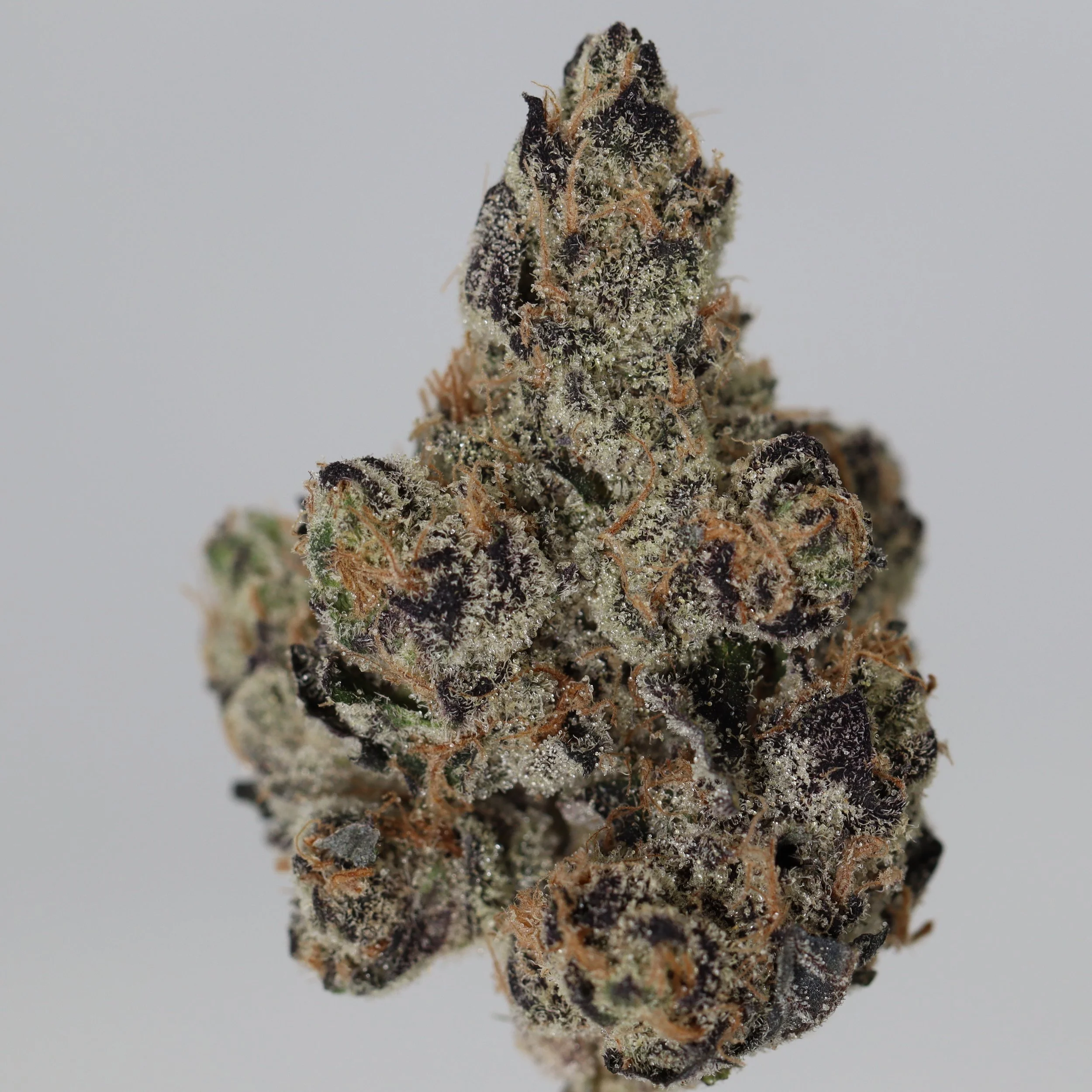   Firefly Organics  
  Grape Gas  
  (Grape Pie x Jet Fuel Gelato)  
 $30 - 1/8
 
$60 - 1/4
 
 $110 - 1/2   $100- 1/2 
 
 $210 - Full   $200 - Full 
 