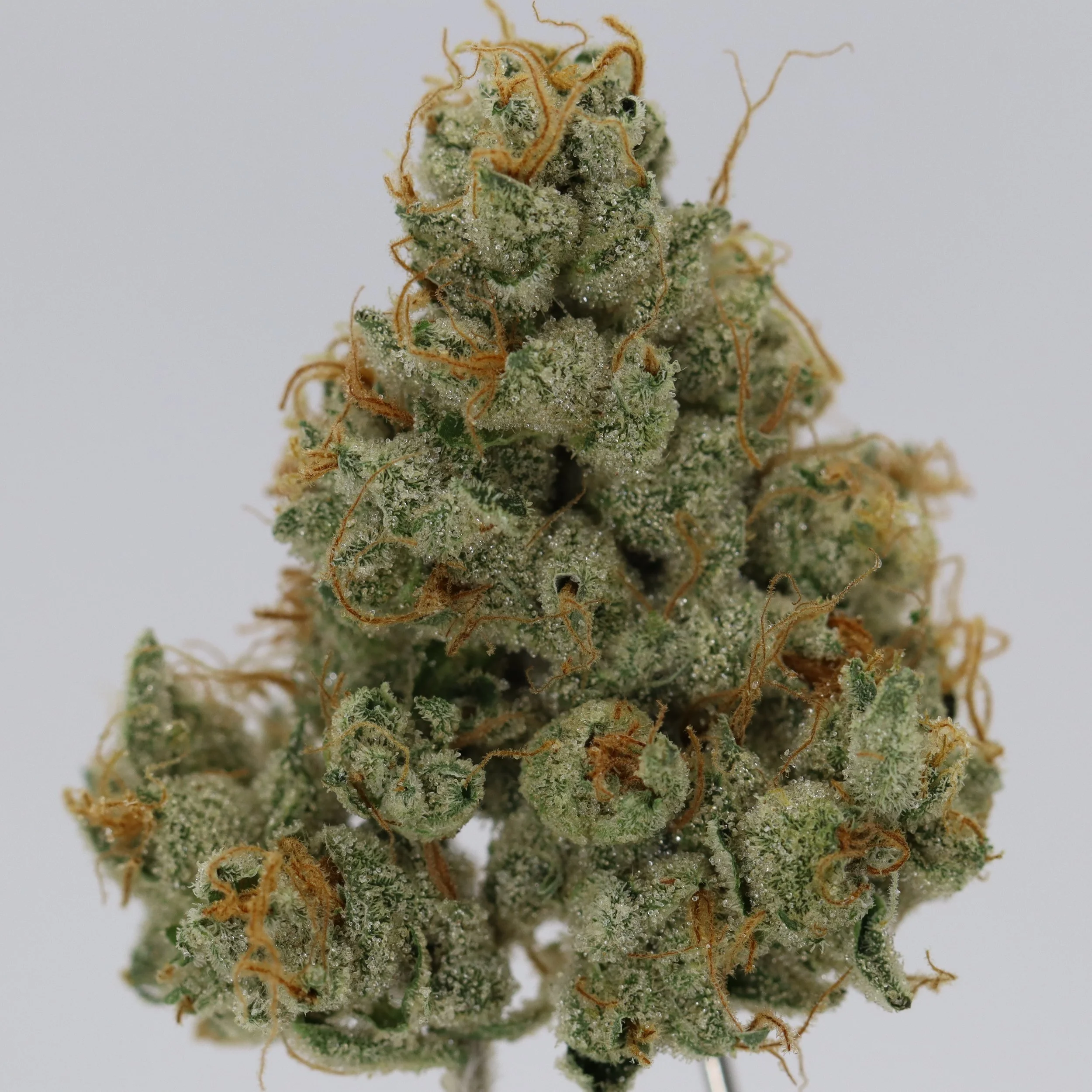   Dialed In Farms  
  Ghost Banger OG  
  (Ghost OG x Sherbanger)  
 $30 - 1/8
 
$60 - 1/4
 
$110 - 1/2
 
$210 - Full
 