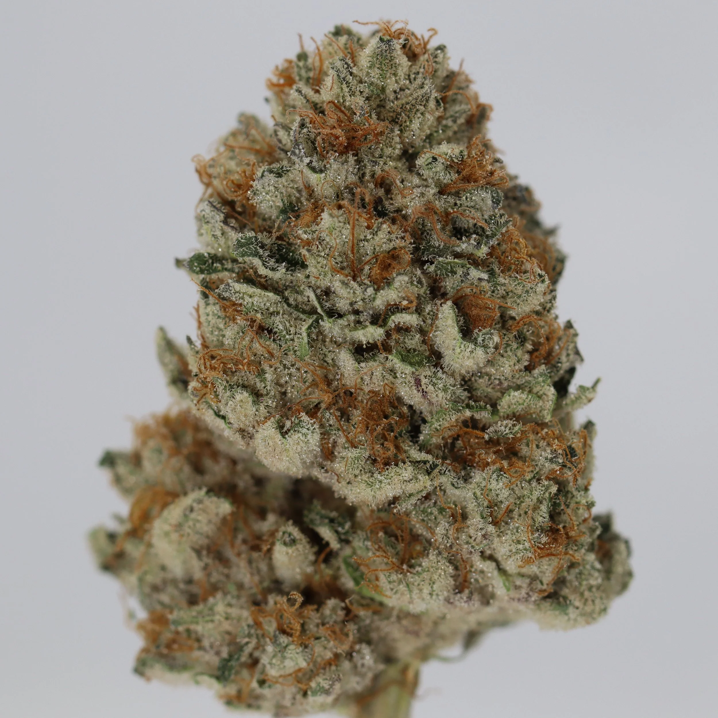   Independence Farm  Crazy Composer    
  Hollywood Angels OG  
  (Hollywood Pure Kush x Hell's Angels OG)   [Bluegrass Skunklord's cut]  
 $30 - 1/8
 
$60 - 1/4
 
$110 - 1/2
 
 $210 - Full  
 