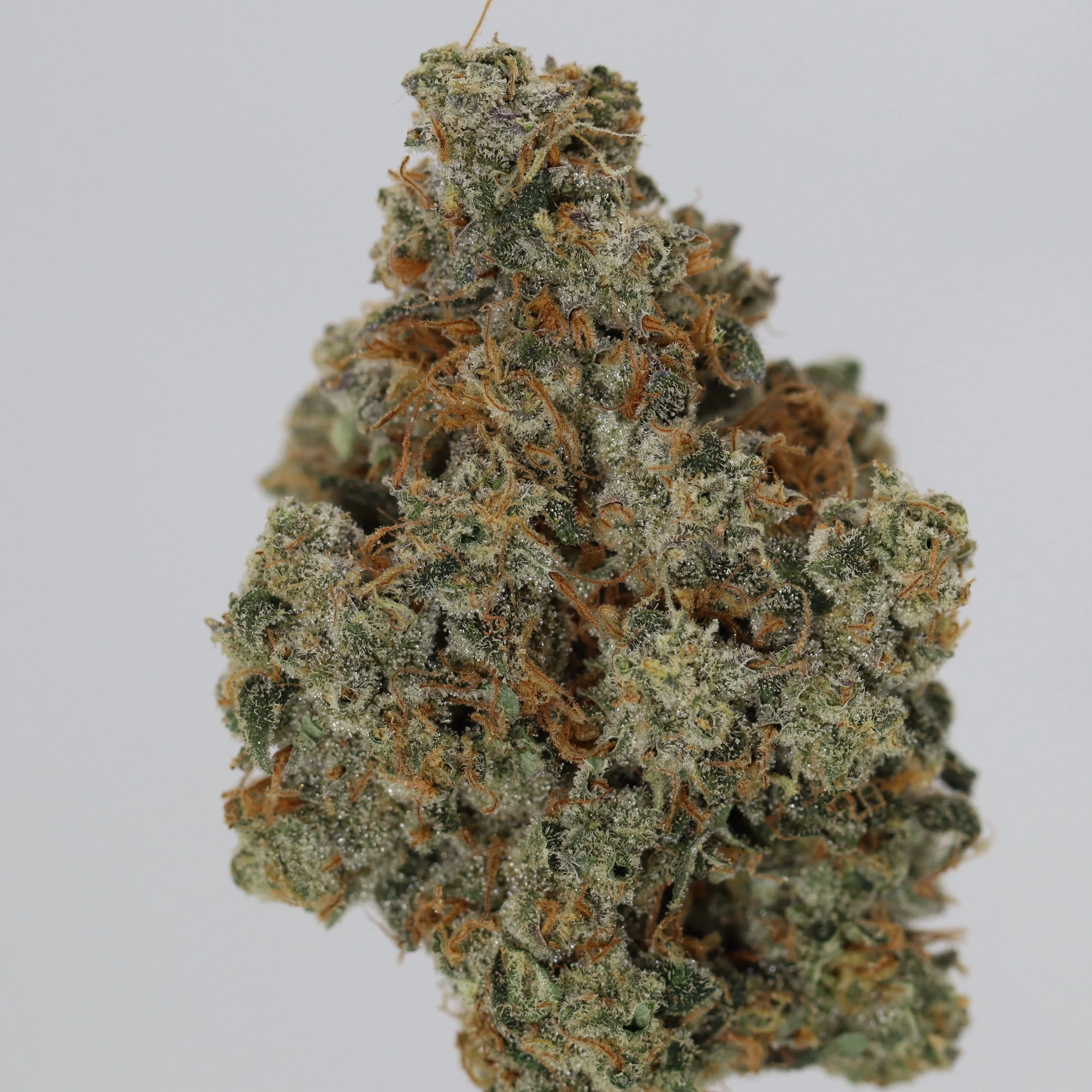   Dialed In Farms  
  Basket Case  
  (Gas Basket x Deebo Skunk Haze)  
 $30 - 1/8
 
$60 - 1/4
 
$110 - 1/2
 
$210 - Full
 
