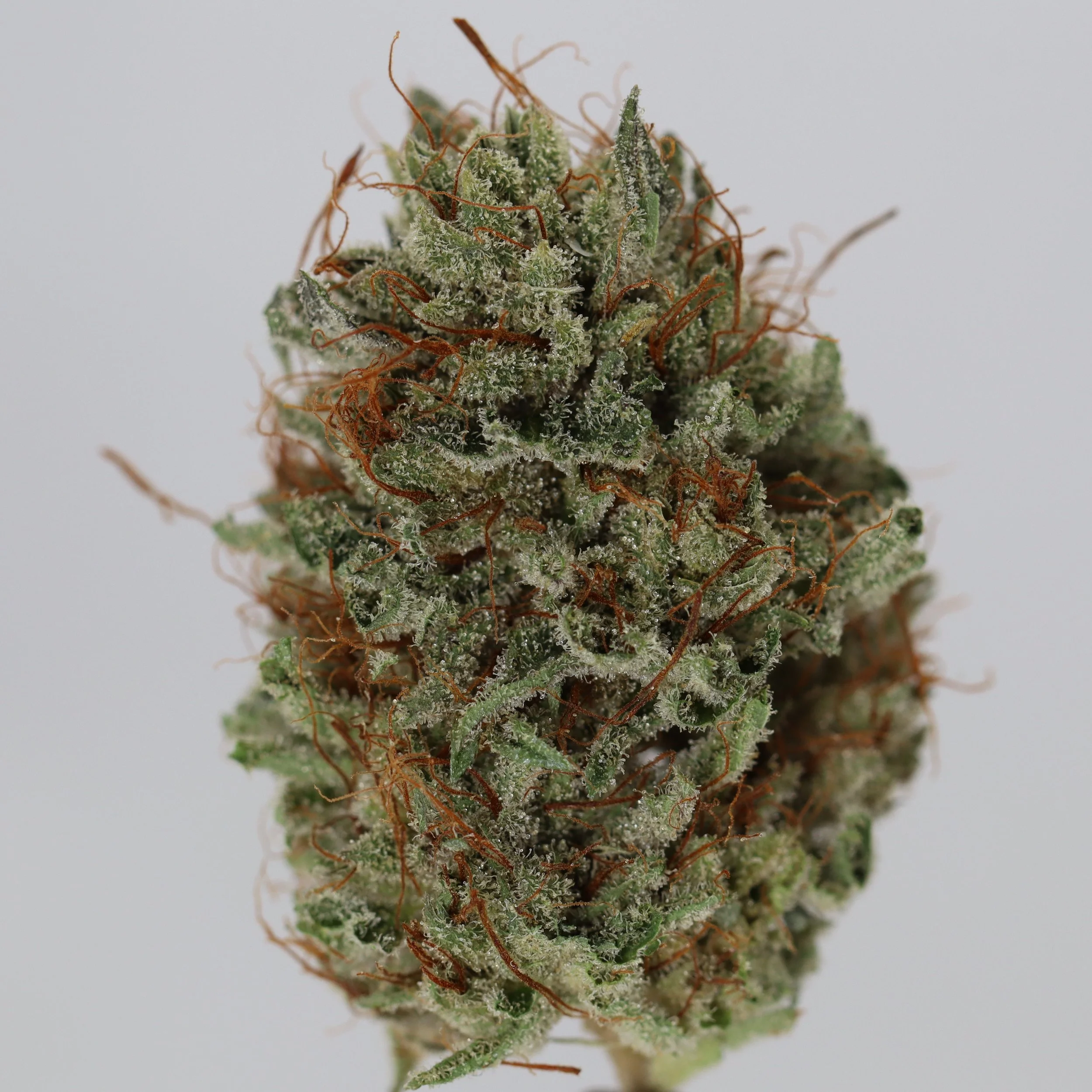   Lobster Fam Farm  
  Bubba Piff #3  
  (PC3 x Bubba Kush Sky Cuddler)   
 $30 - 1/8
 
$60 - 1/4
 
$110 - 1/2
 
$200 - Full
 