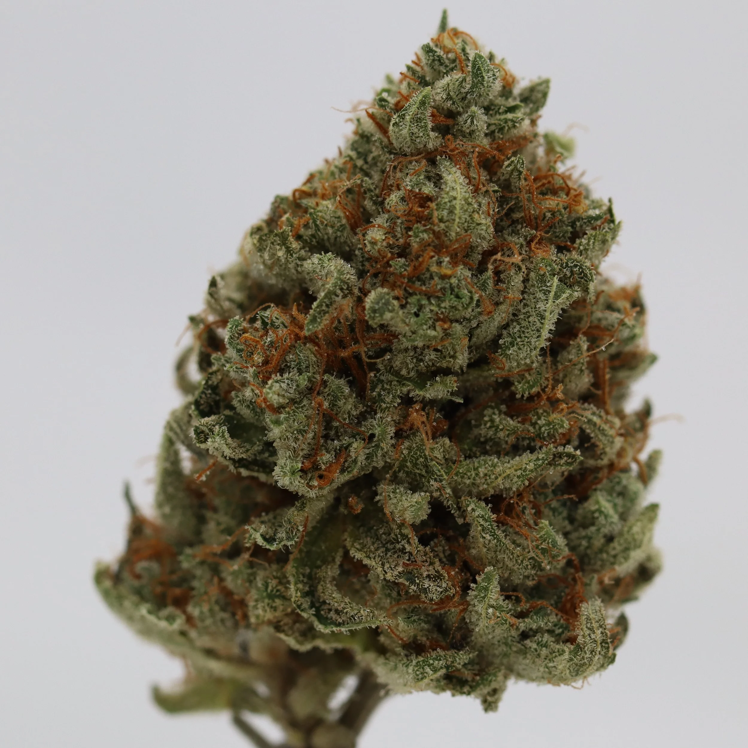   Weaving Genetics  
  Salmon River OG  
  (Pre98 Bubba OG x Blue Heron #111)   
 $30 - 1/8
 
$60 - 1/4
 
$110 - 1/2
 
$210 - Full
 