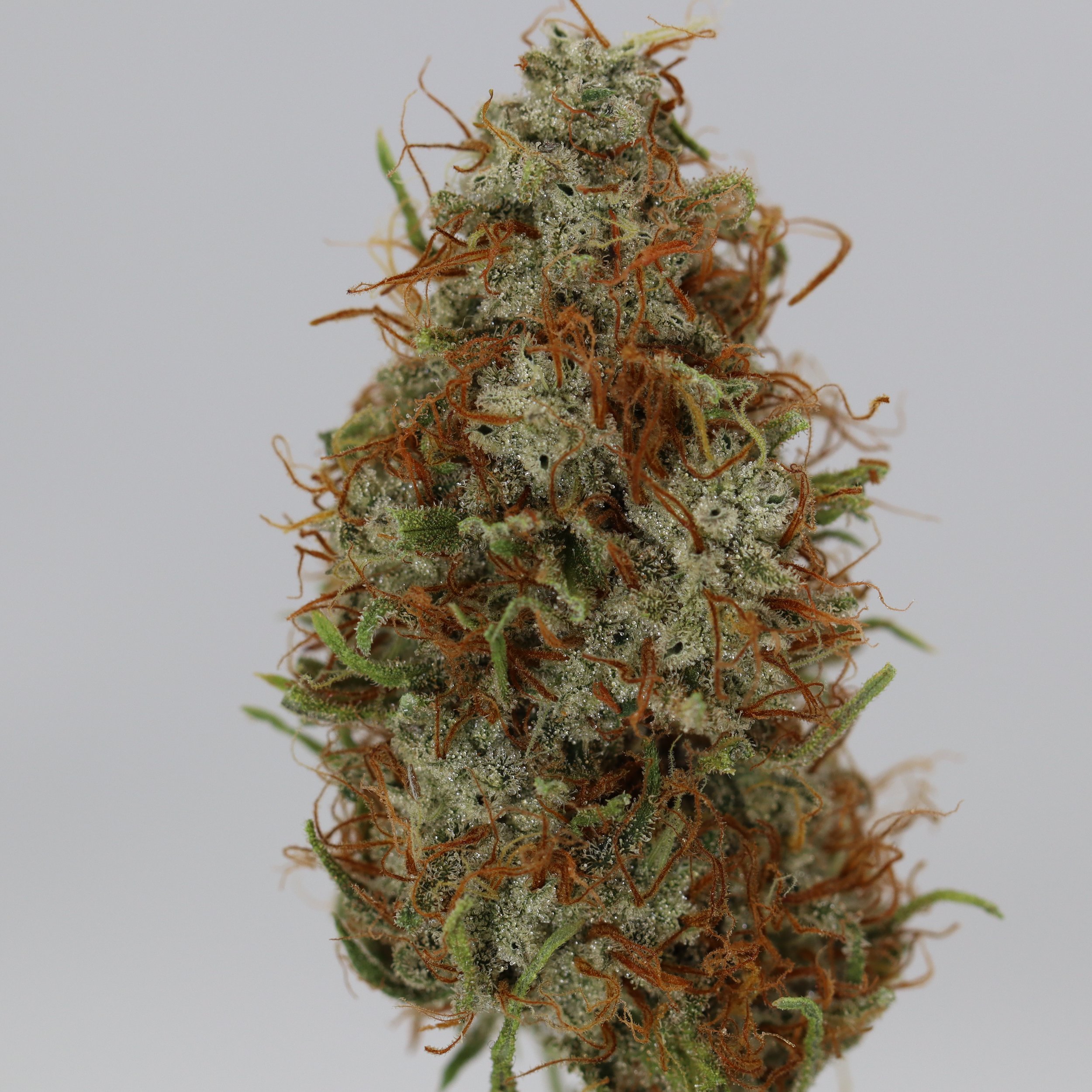   Elm Cultivation  
  Bandaid Appalachia  
  (Bandaid Haze x Appalachia)  
 $30 - 1/8
 
$60 - 1/4
 
$110 - 1/2
 
$210 - Full
 