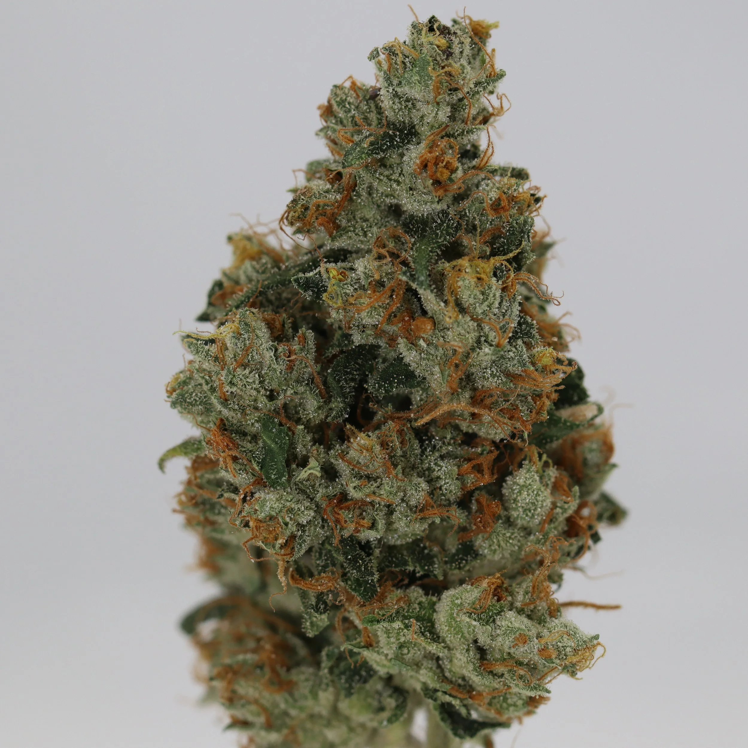   IPK  
  Rambo Skunk  
  (Giesel x Headband)  
 $30 - 1/8
 
$60 - 1/4
 
$110 - 1/2
 
$210 - Full
 