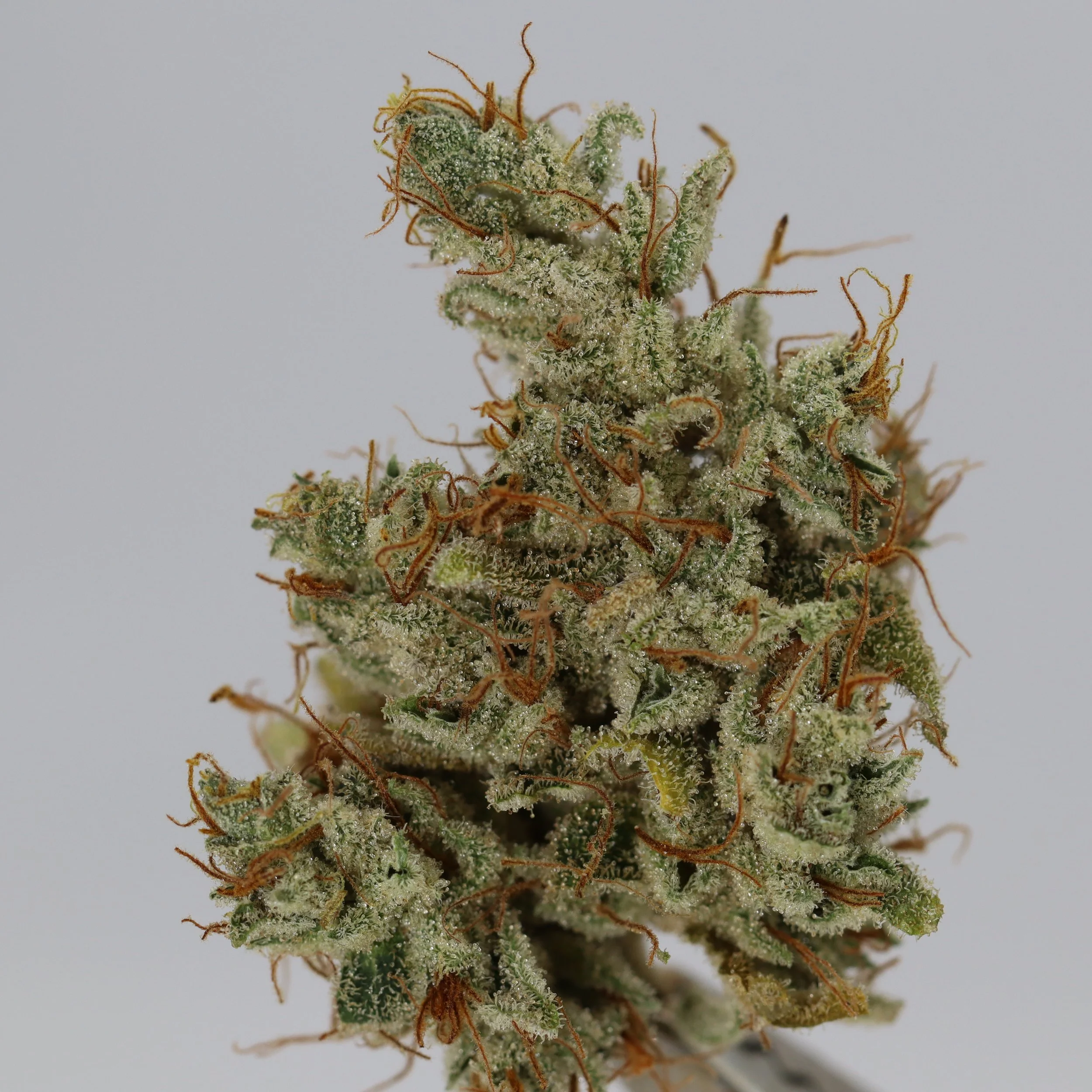   Fuzzy Roots Organics  
  Limorilla  
  (Lime#1 Bx1 x GG4)   [Brandon Rust's cut]  
 $30 - 1/8
 
$60 - 1/4
 
$110 - 1/2
 
$210 - Full
 