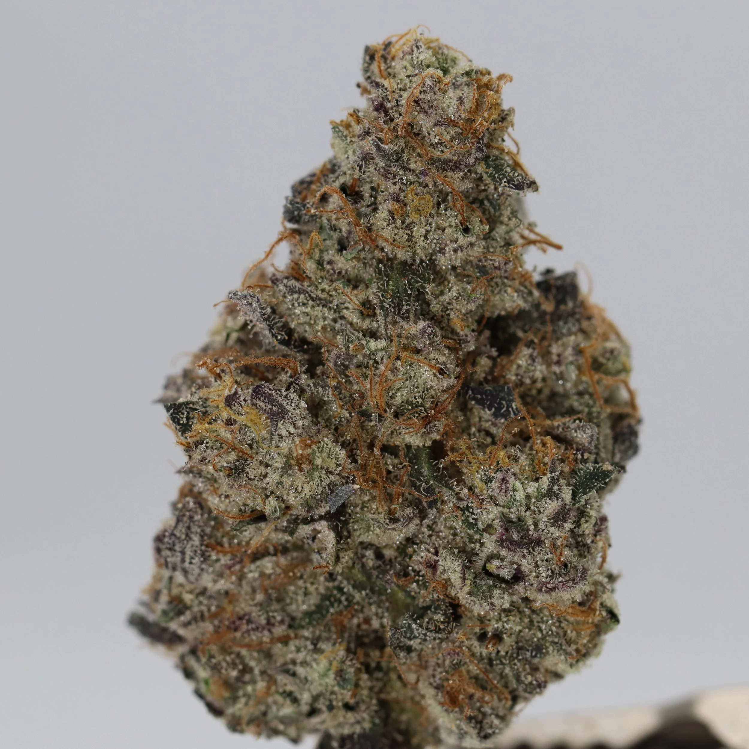   Ryder Farms  
  Pie Squared  
  (Wedding Cake x Grape Pie)  
 $30 - 1/8
 
$60 - 1/4
 
$110 - 1/2
 
$210 - Full
 