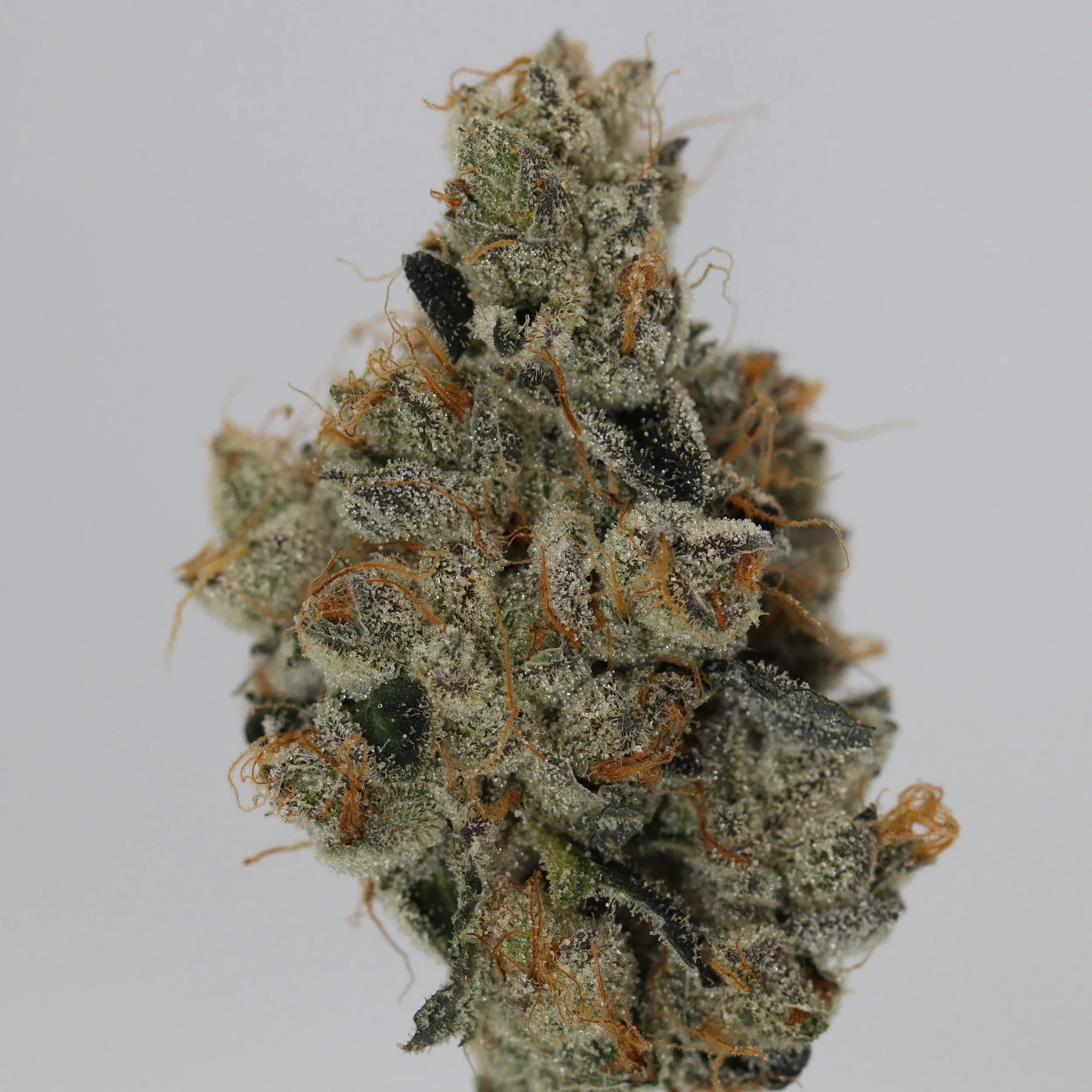   IPK  
  Queen Hippo  
  (Fatso x 09 Animal Cookies) [Melting Pot]  
 $30 - 1/8
 
$60 - 1/4
 
 $110 - 1/2   $100- 1/2 
 
 $210 - Full   $200 - Full 
 