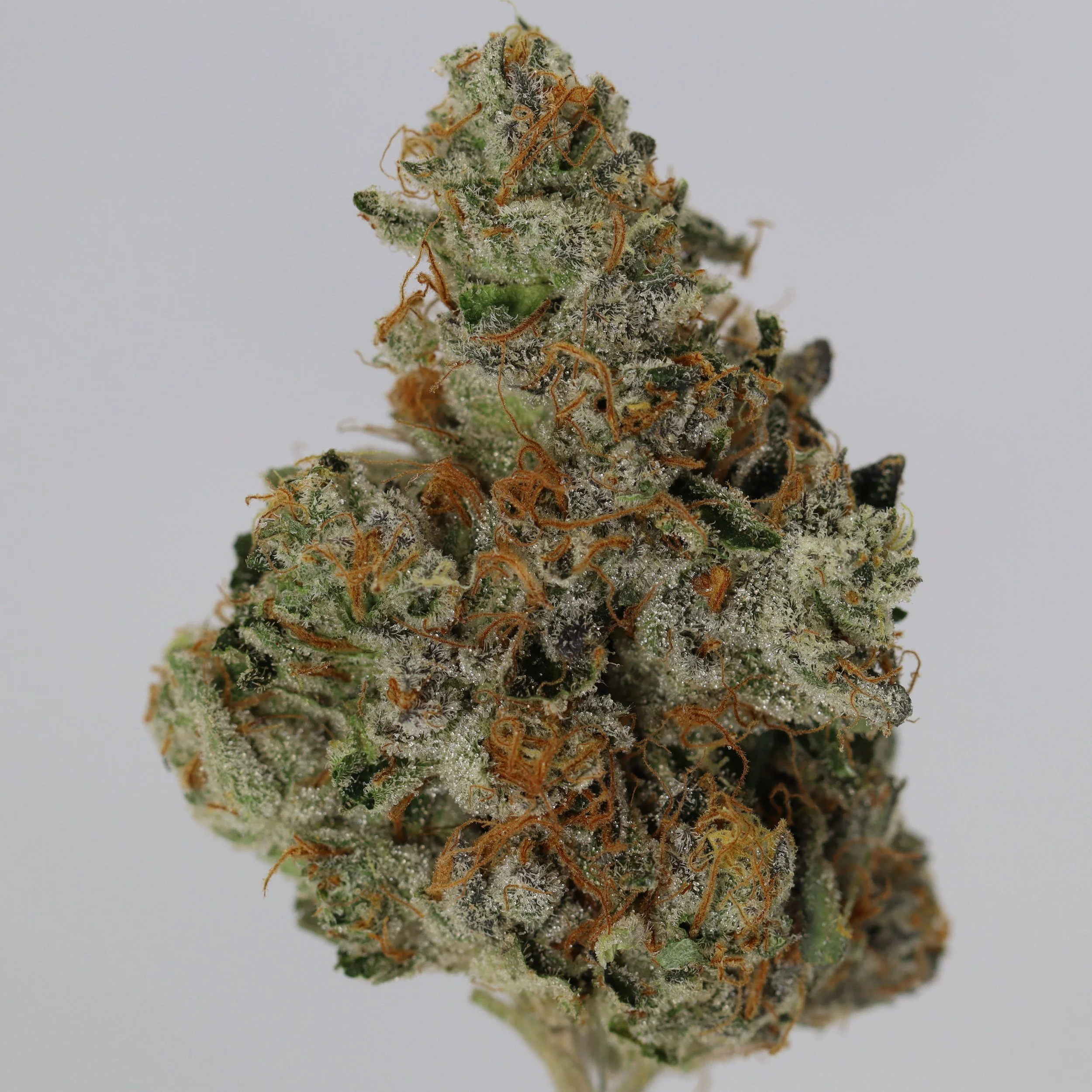   Firefly Organics  
  Forza Dubb  
  (Forza Sour x Sour Dubb)  
 $30 - 1/8
 
$60 - 1/4
 
 $110 - 1/2   $100- 1/2 
 
 $210 - Full   $200 - Full 
 