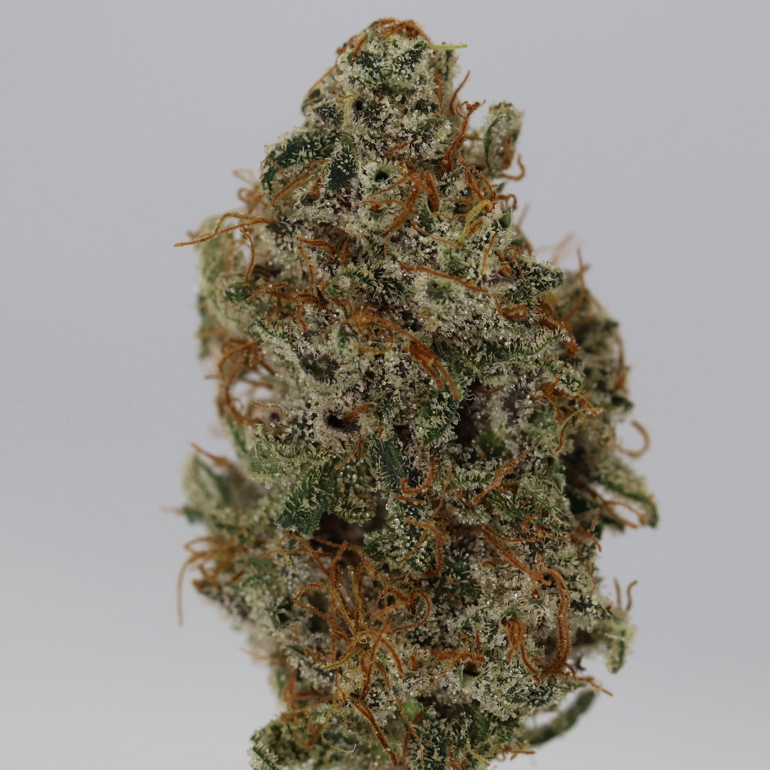   Weaving Genetics  
  Bubblegum Haze #8  
  (Amnesia Haze x Sour Bubble)  
 $30 - 1/8
 
$60 - 1/4
 
$110 - 1/2
 
$210 - Full
 